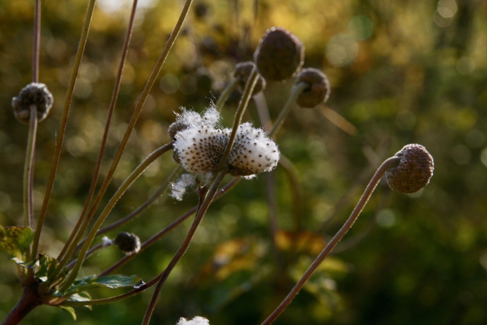 Canon EOS 400D (EOS Digital Rebel XTi / EOS Kiss Digital X) sample photo. Autumn, trockenblume, faded photography