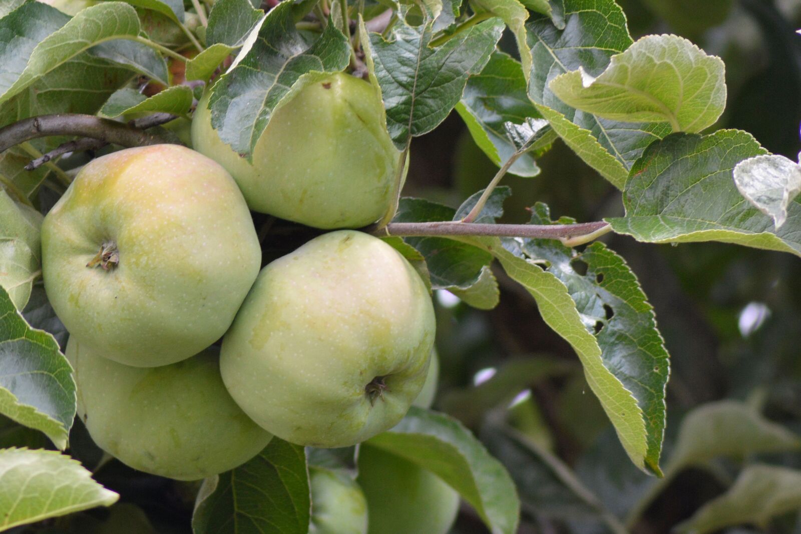 Nikon D3200 sample photo. Apple, apple tree, fruit photography
