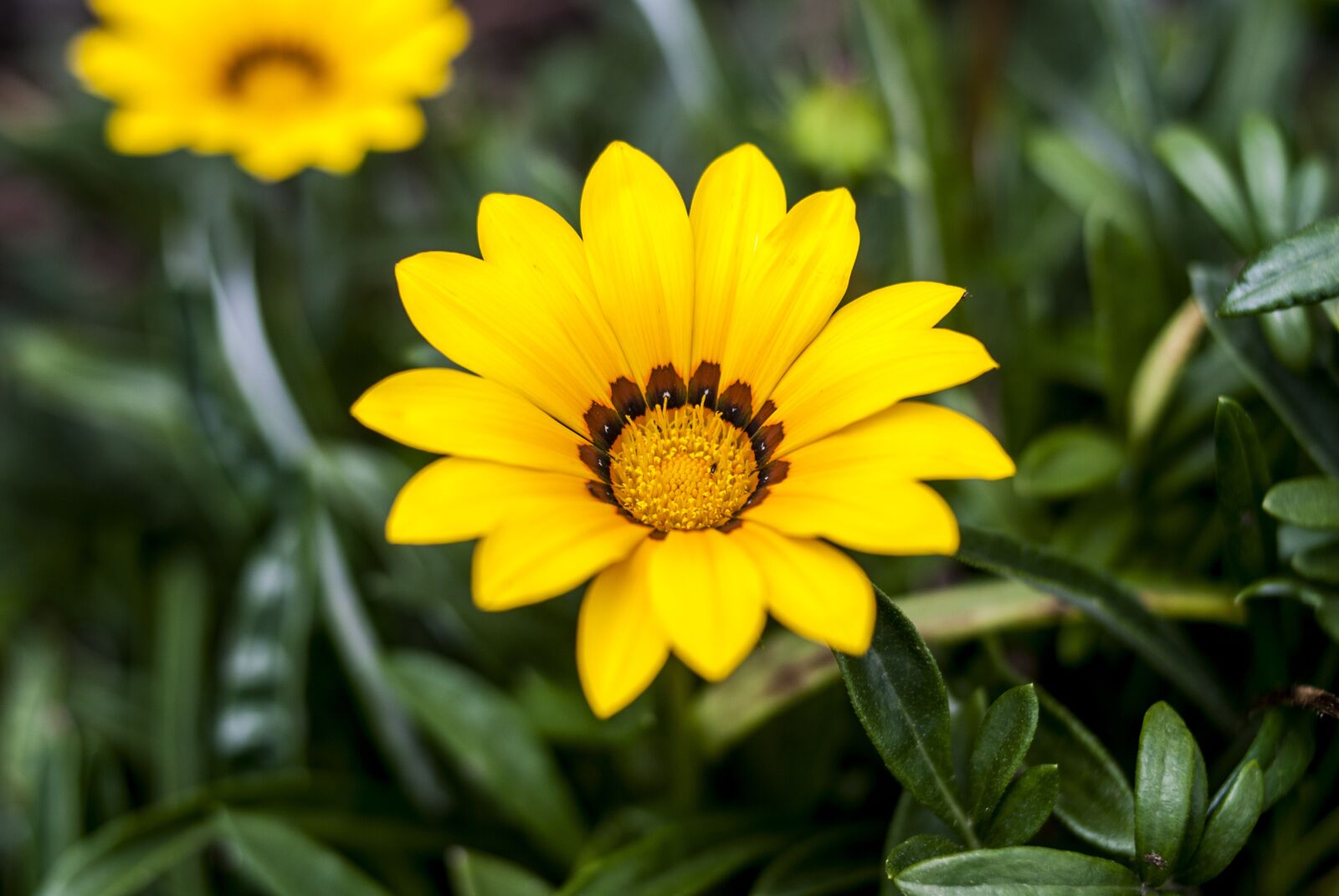 Nikon D60 sample photo. Plant, nature, flower photography