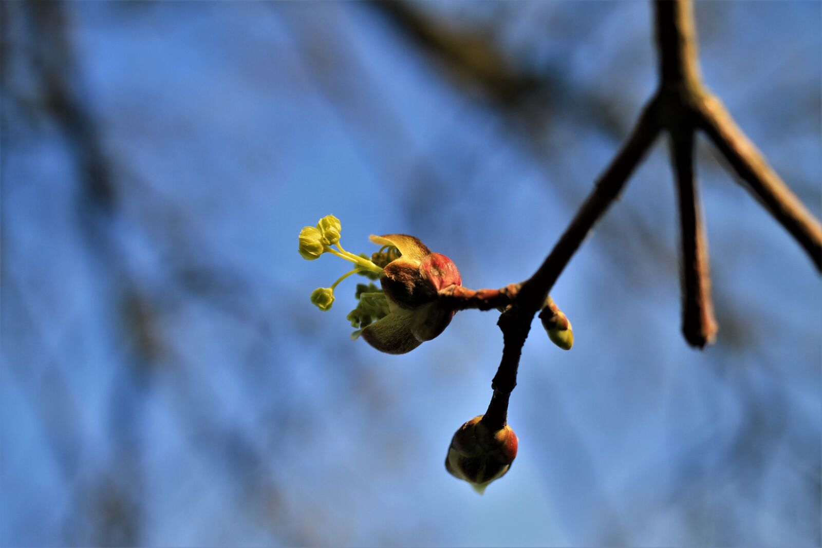 Canon EOS 7D sample photo. Branch, blossom, bloom photography
