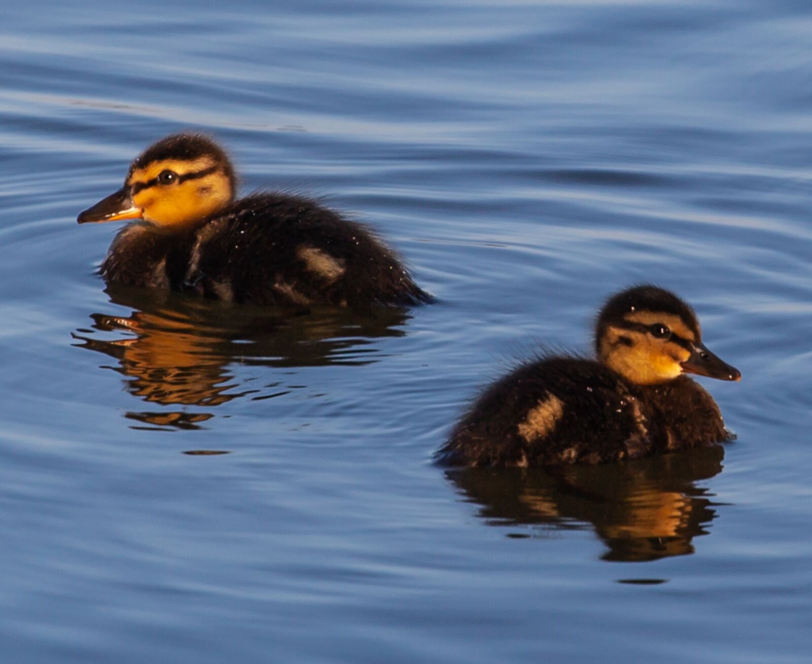 Canon EF 70-200mm F4L USM sample photo. Baby ducks, ducklings, baby photography