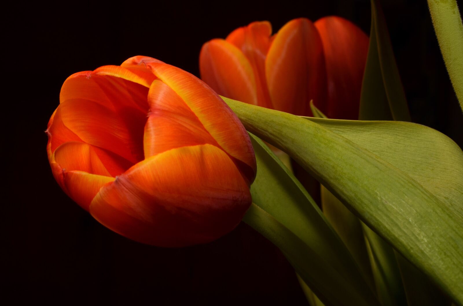 Nikon D5100 sample photo. Tulip, orange, flower photography