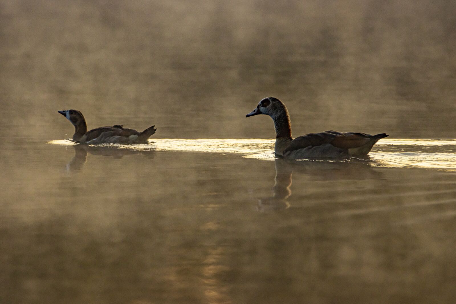 Canon EOS 90D sample photo. Ducks, animals, lake photography
