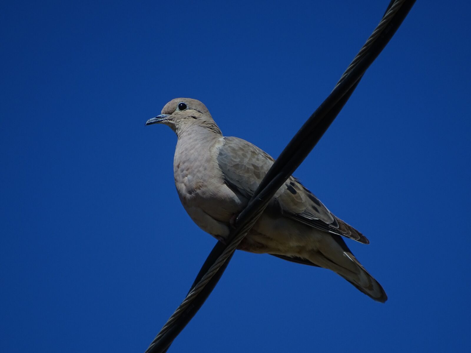 Sony DSC-HX400 sample photo. Birds, blue sky, doves photography