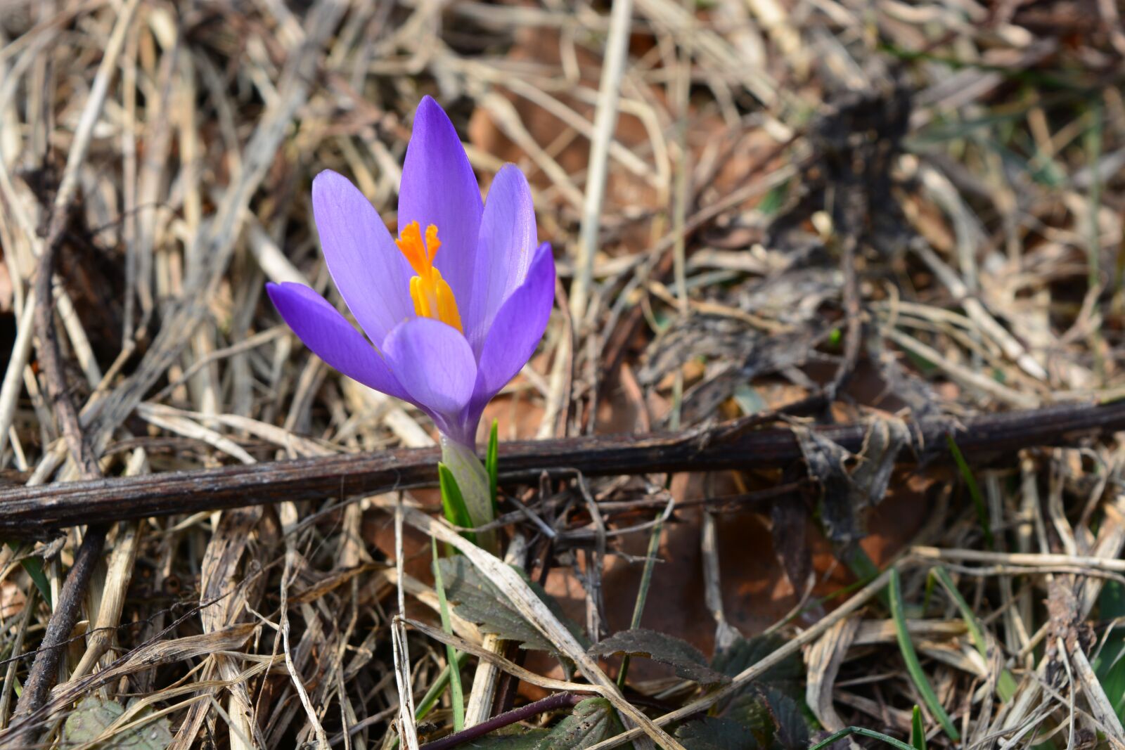 Nikon D5200 sample photo. Crocus, šafrán, nature photography