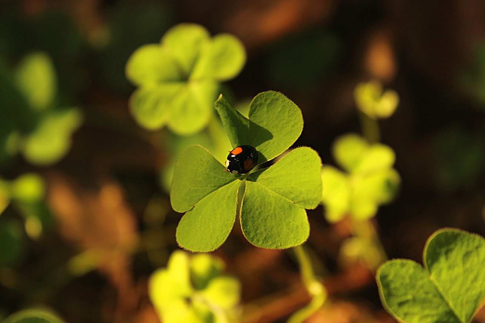 Canon EF-S 18-55mm F3.5-5.6 III sample photo. Four-leaf clover, ladybug, green photography