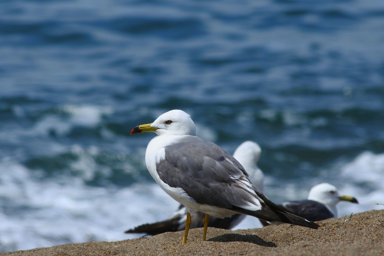 Nikon 1 J5 + VR 55-200mm f/4-5.6G sample photo. Animal, sea, beach photography