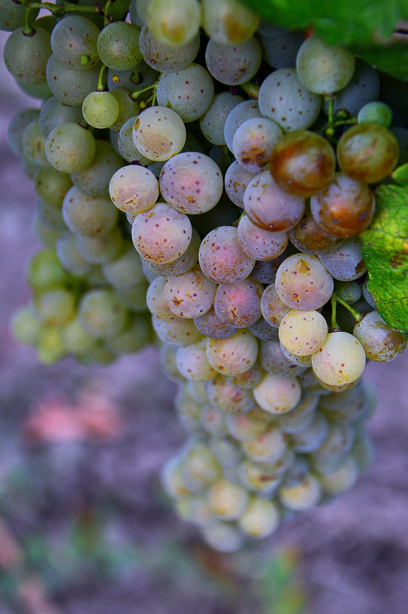 Nikon D3200 sample photo. Autumn, grape, bunch of photography