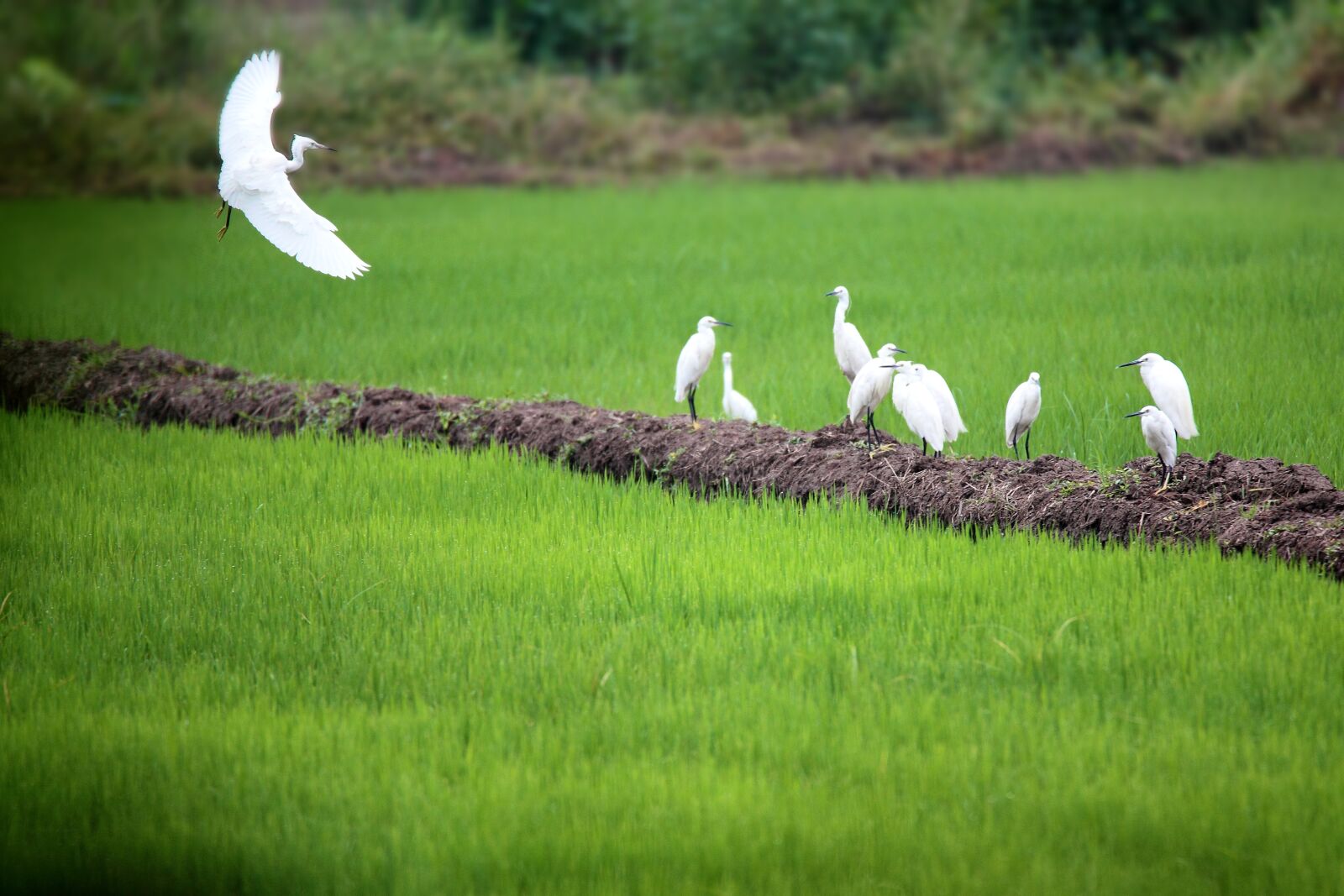 Canon EOS 5D Mark II sample photo. Egret, ye tian, country photography