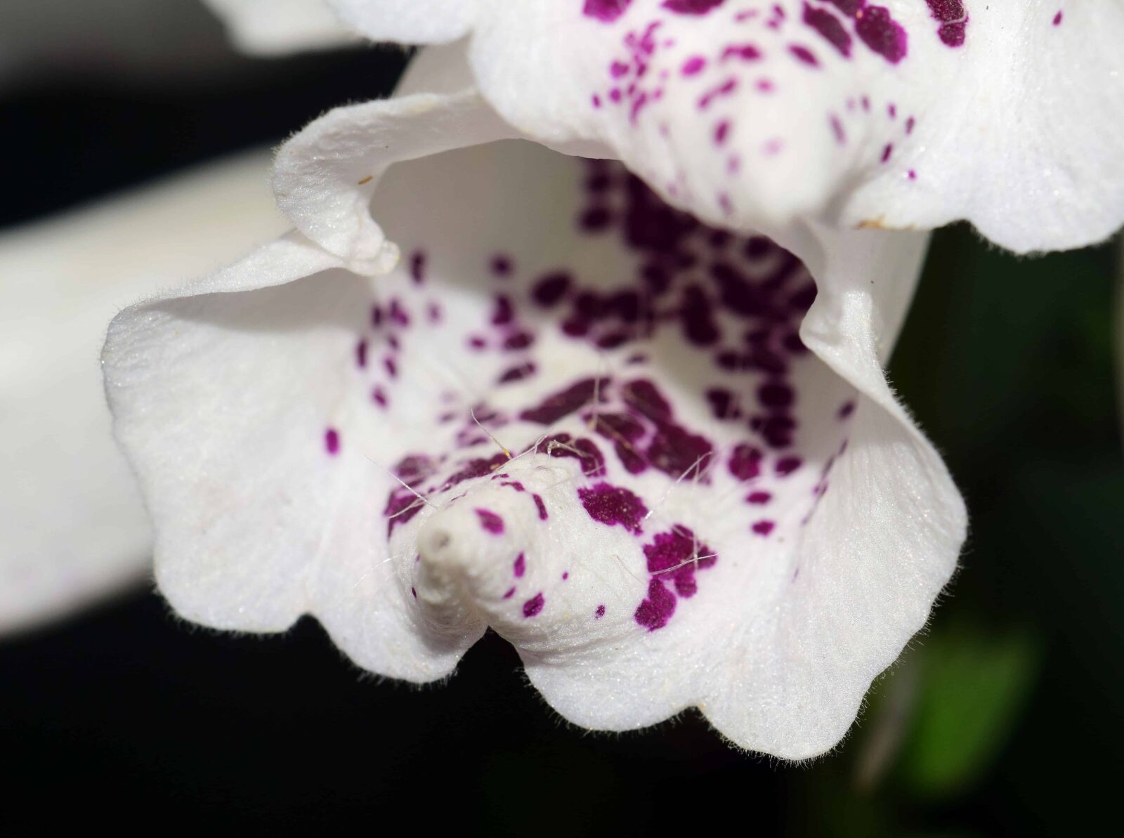 Nikon D3300 sample photo. White orchid, macro, colorful photography
