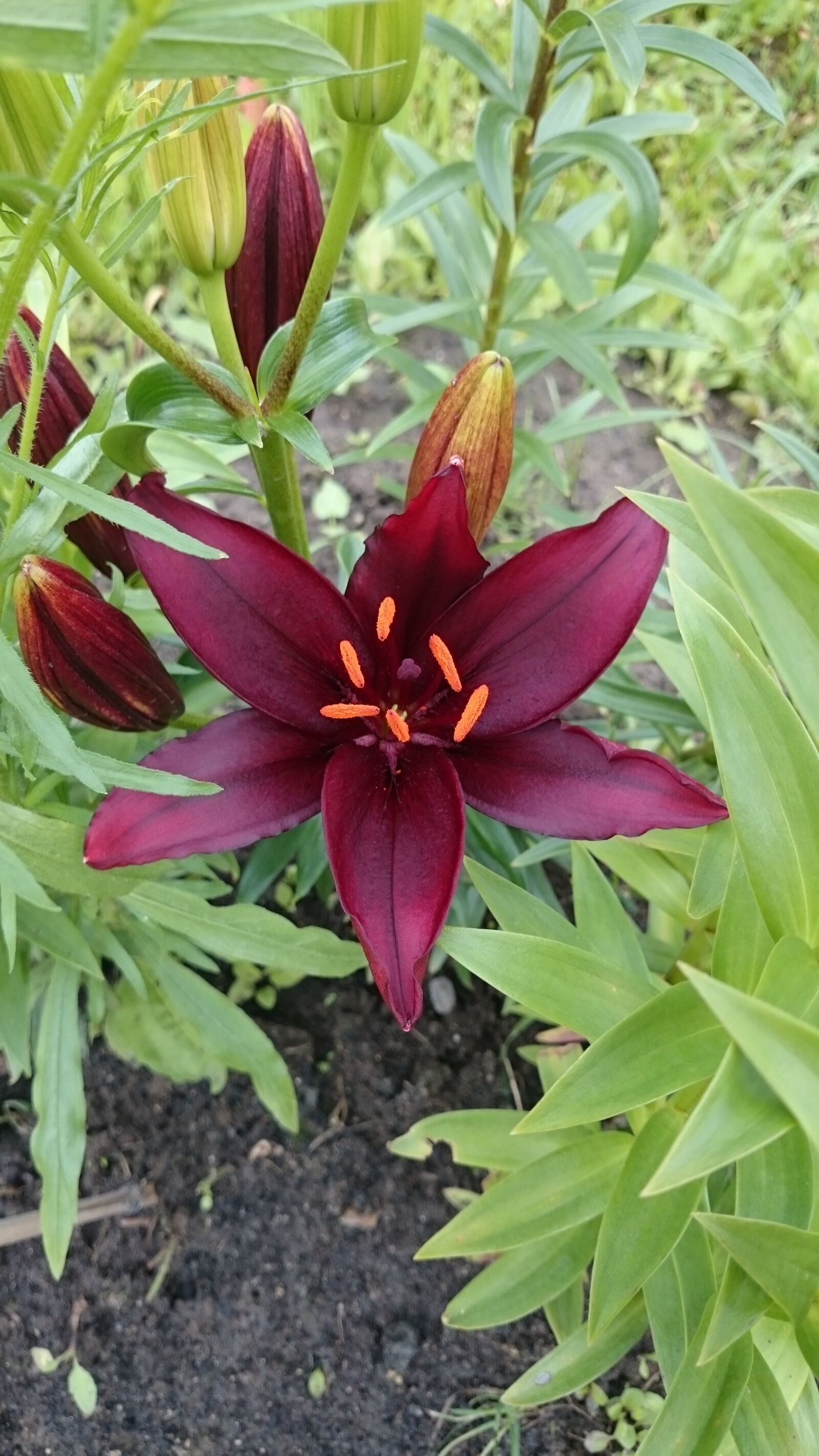 Sony Xperia Z1 sample photo. Flowers, lily, nature photography