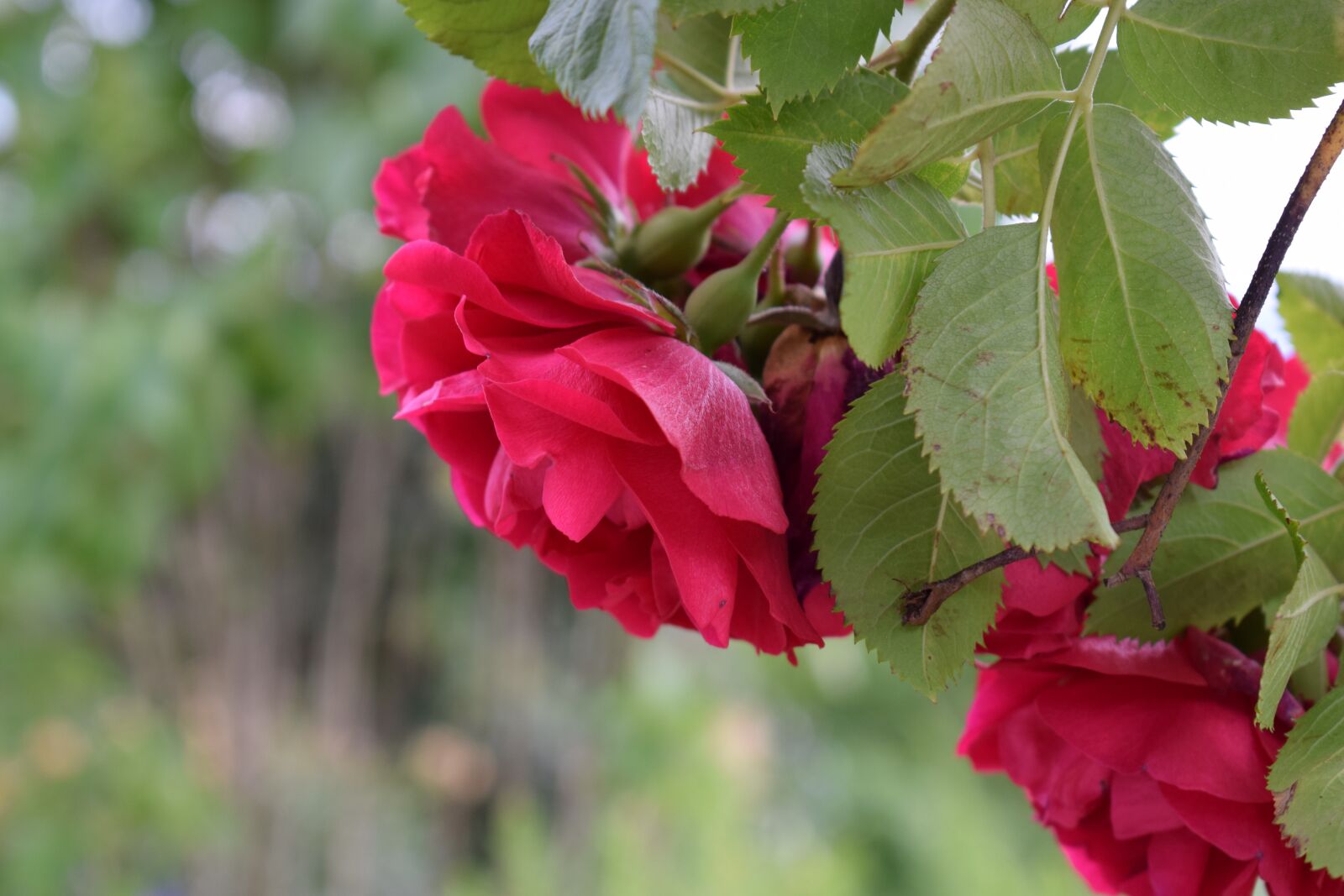 Nikon D3300 sample photo. Ros, roses, flower photography