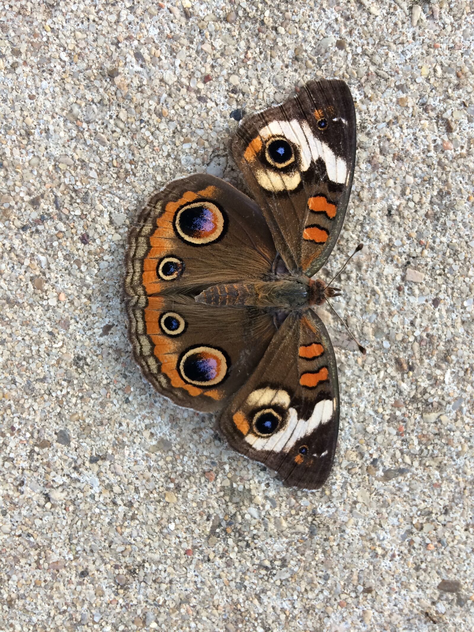 iPhone 5s back camera 4.15mm f/2.2 sample photo. Butterfly, summer, nature photography