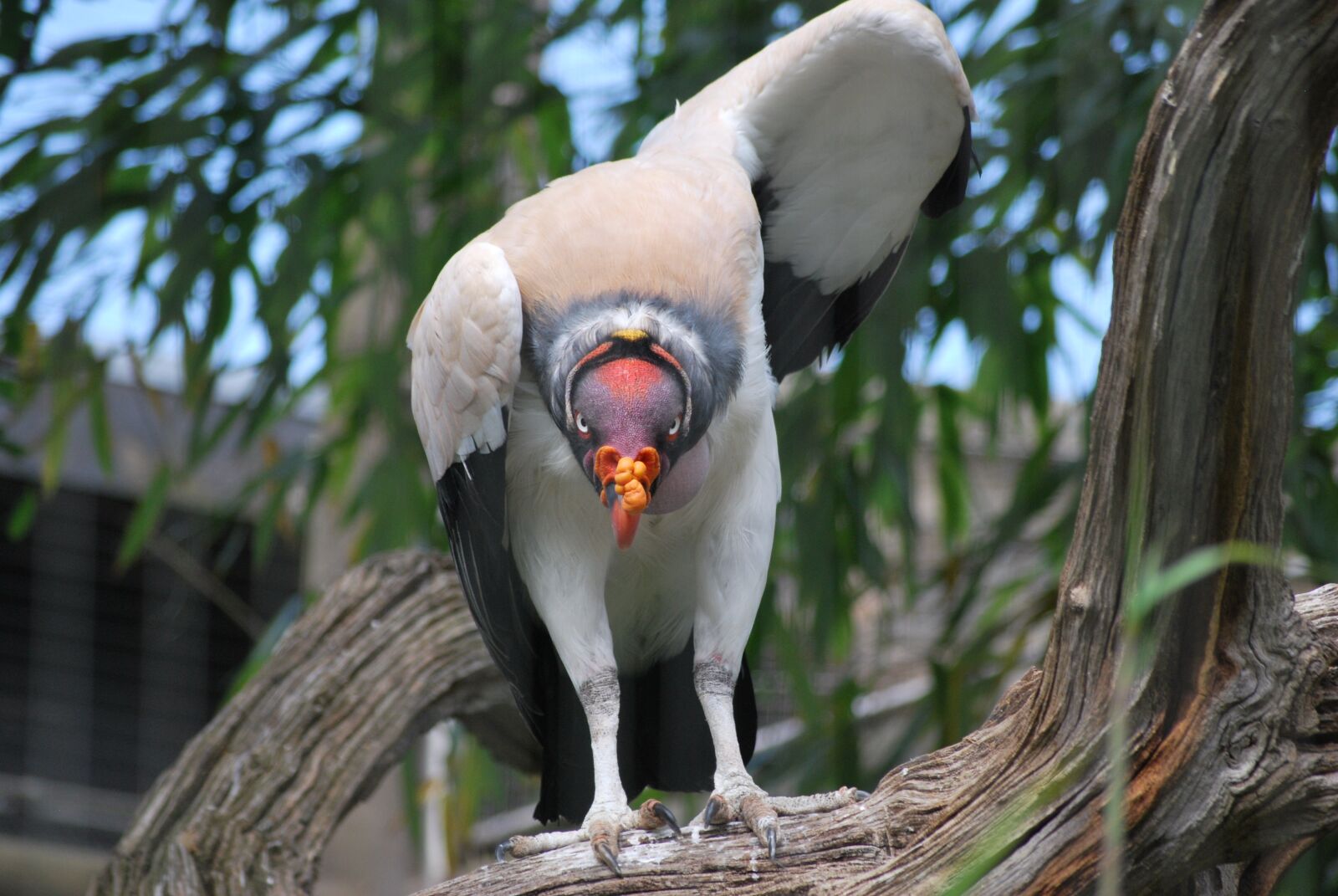 Nikon D60 sample photo. King vulture, bird, nature photography
