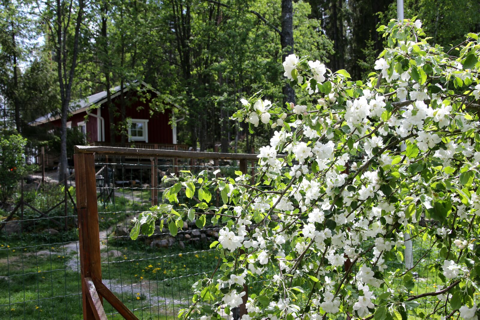 Canon EF 28-300mm F3.5-5.6L IS USM sample photo. Apple tree, spring, flower photography