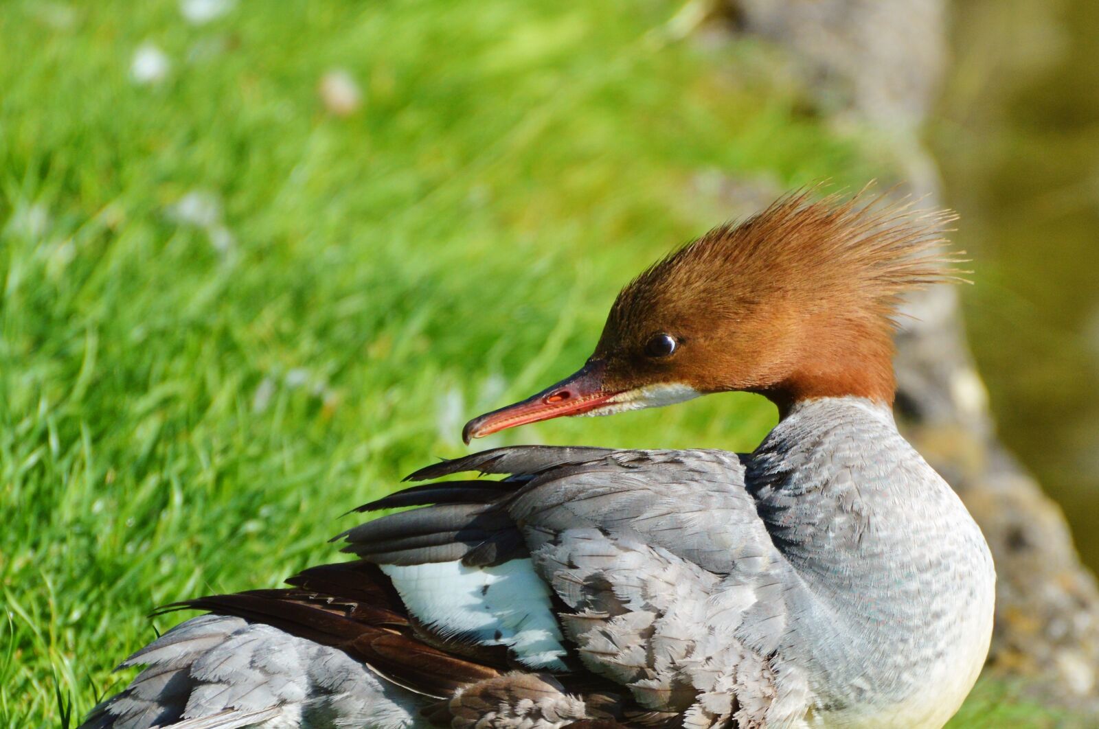 Nikon D3200 sample photo. Merganser, ducks, waterfowl photography
