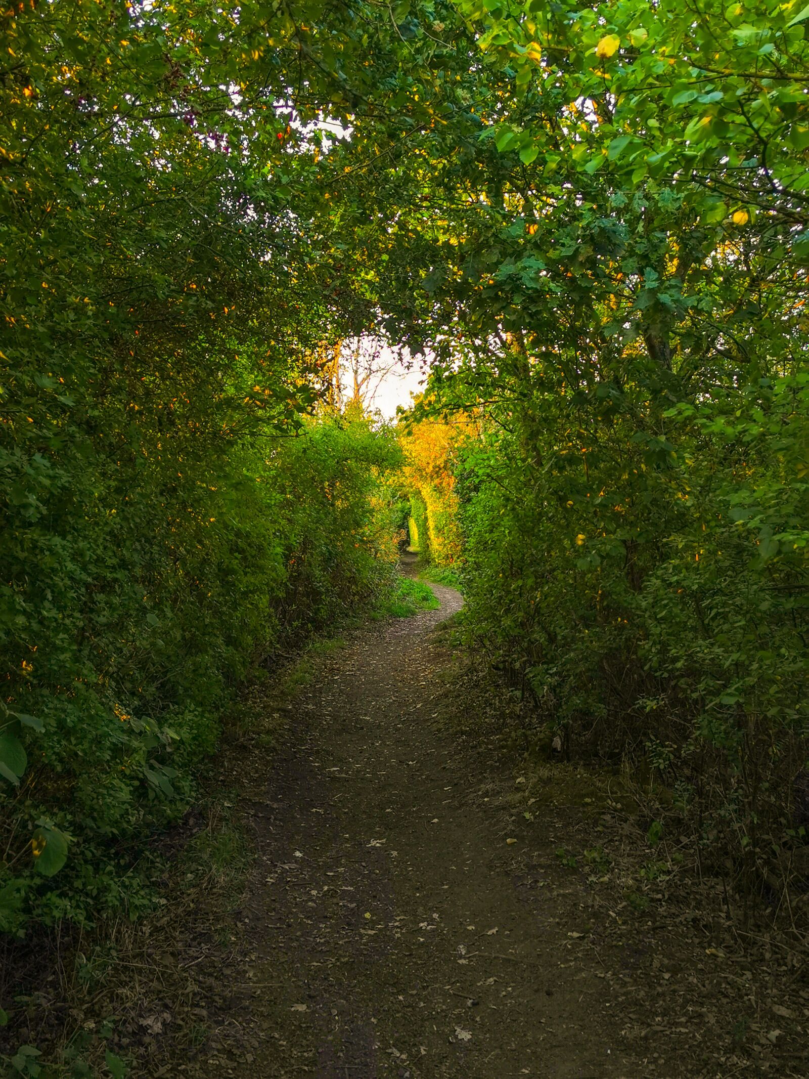 HUAWEI VOG-L29 sample photo. The mysterious, way, fear photography
