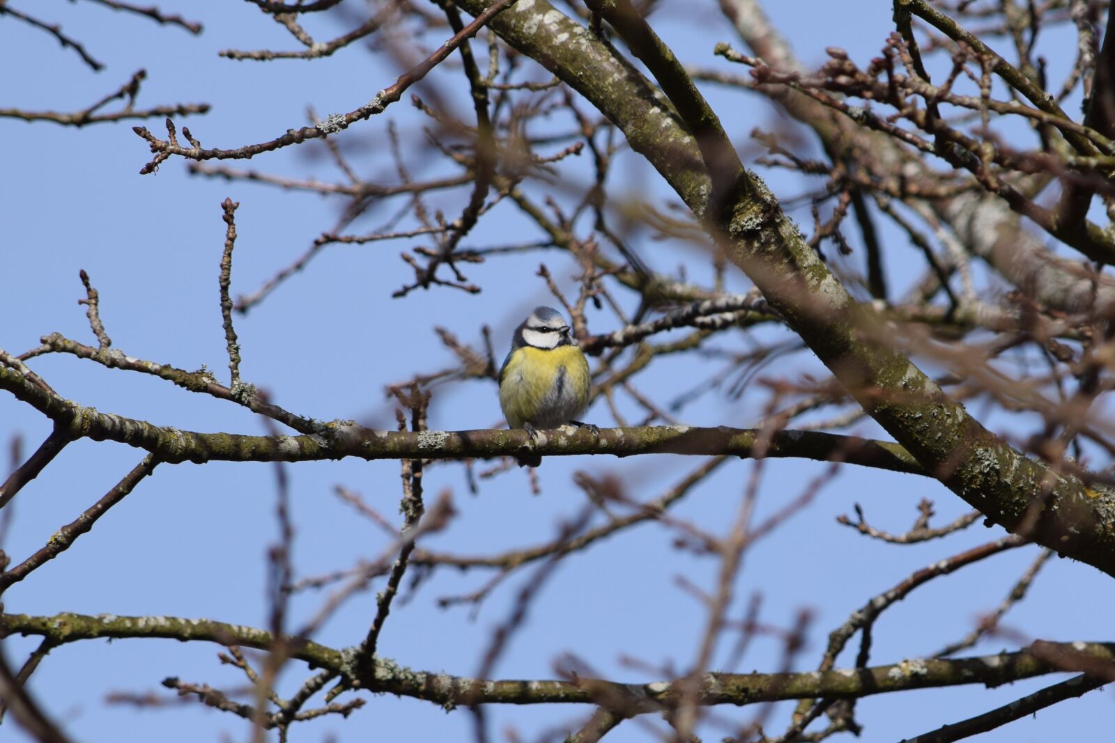 Nikon D5300 sample photo. Small birds, birds, blue photography