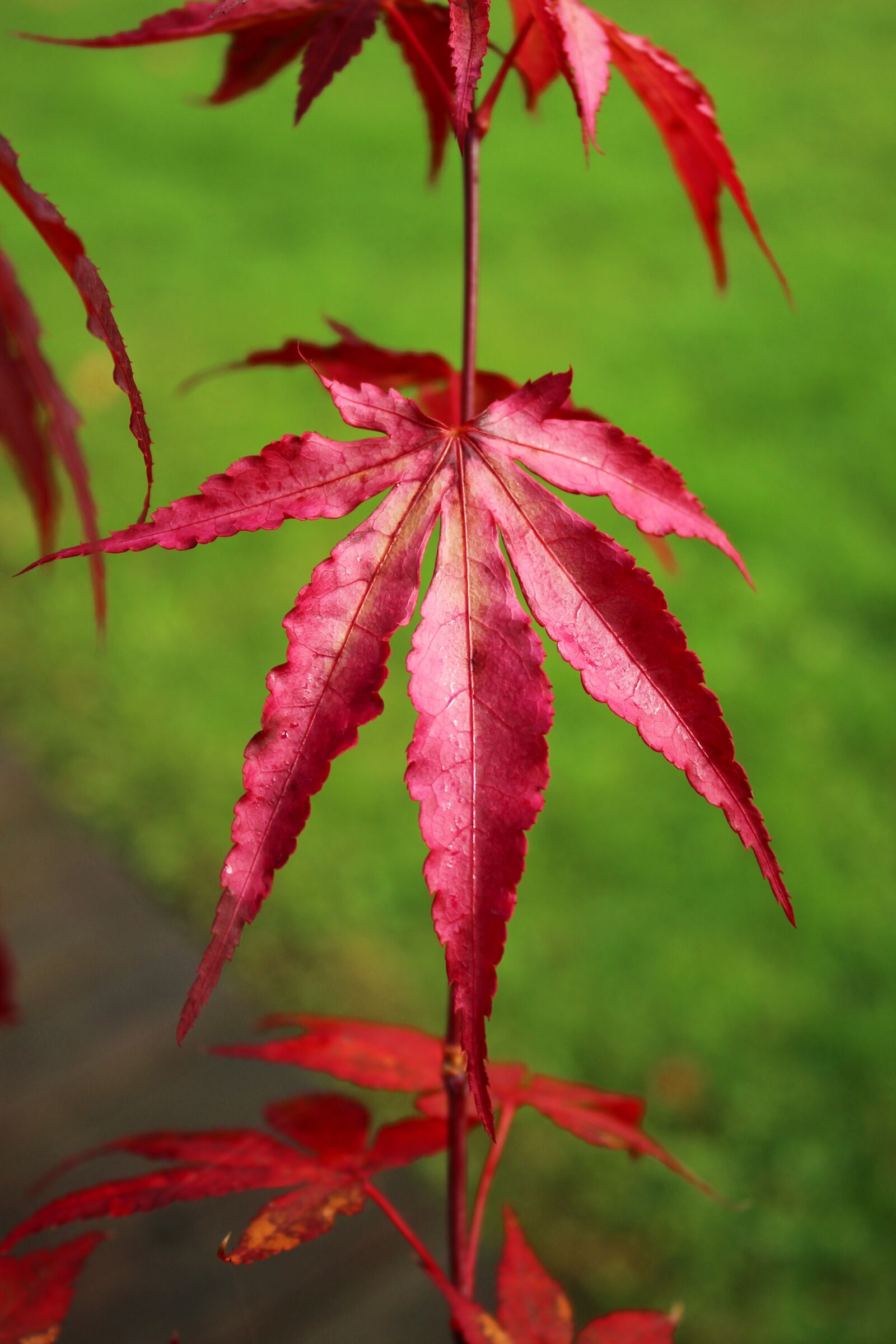 Canon EOS 600D (Rebel EOS T3i / EOS Kiss X5) sample photo. Leaves, red, autumn photography