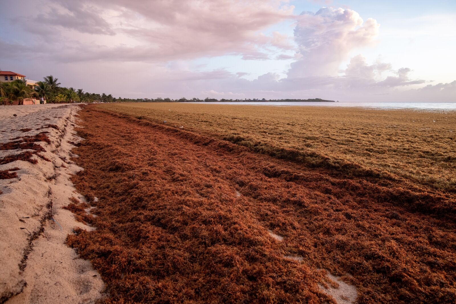 Fujifilm X-T2 sample photo. Belize, sargassum, beach photography