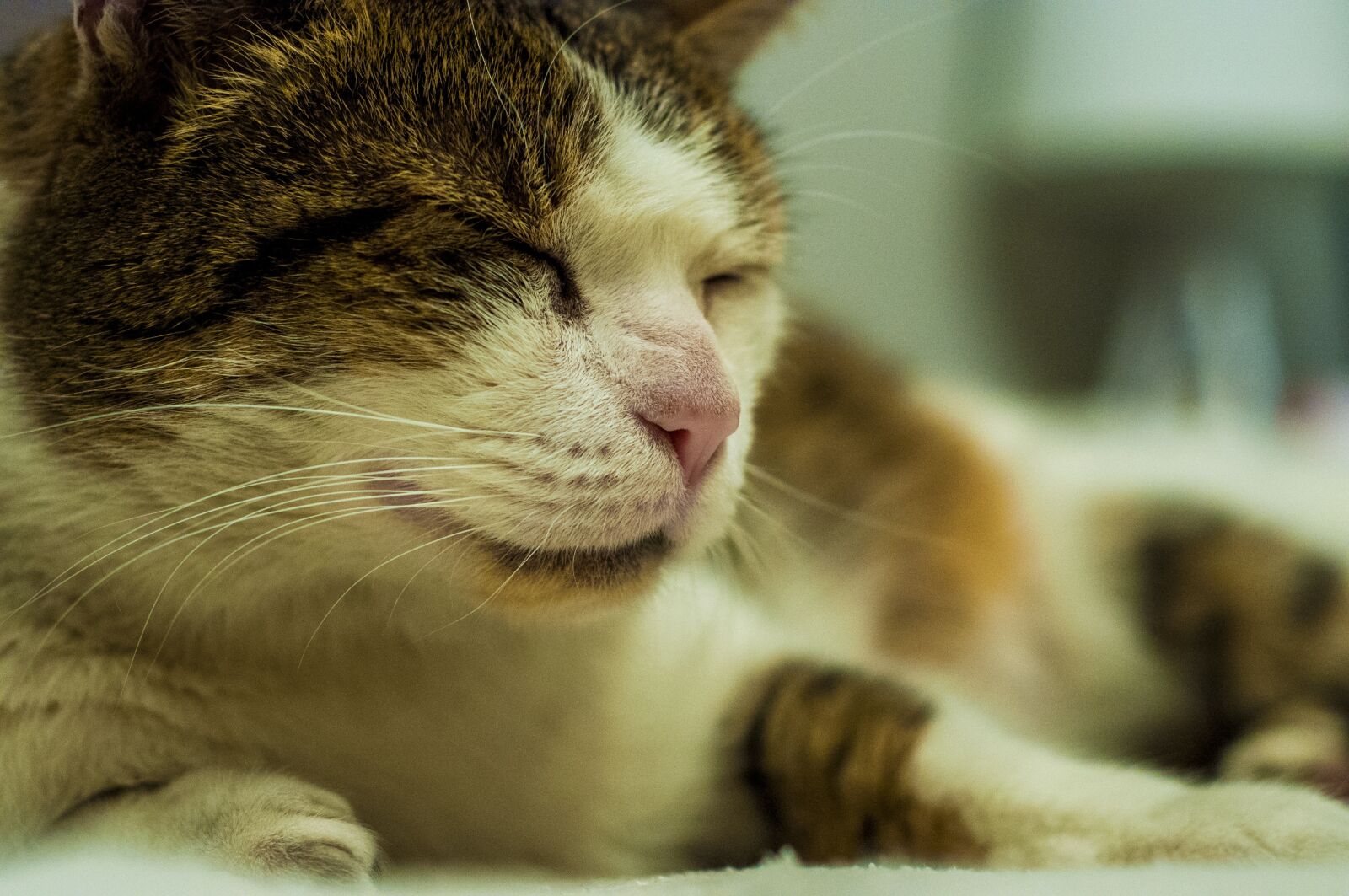 Nikon D90 sample photo. Cat, pet, fur photography