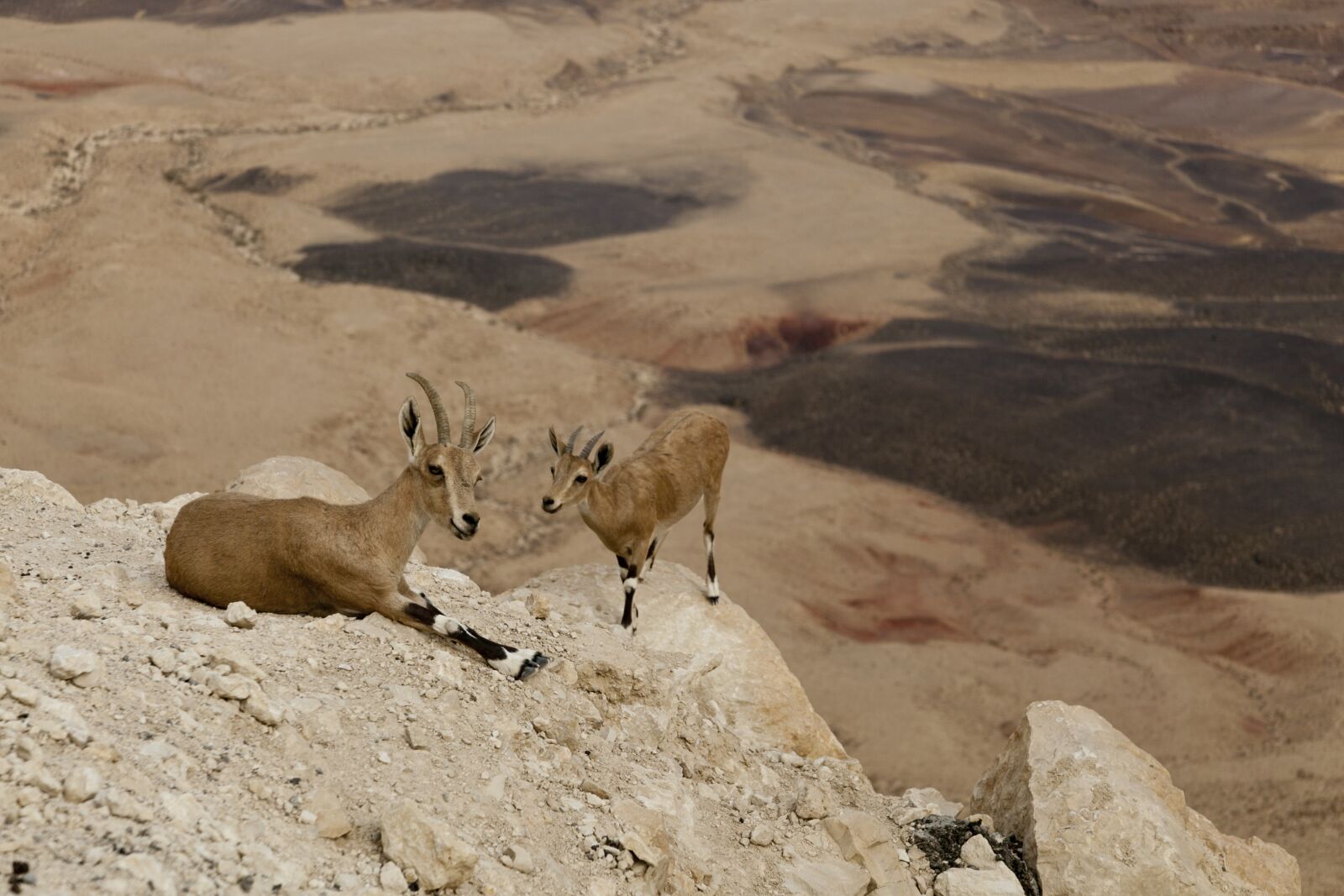 Canon EOS 5D Mark II sample photo. Mountain goats, desert, crater photography