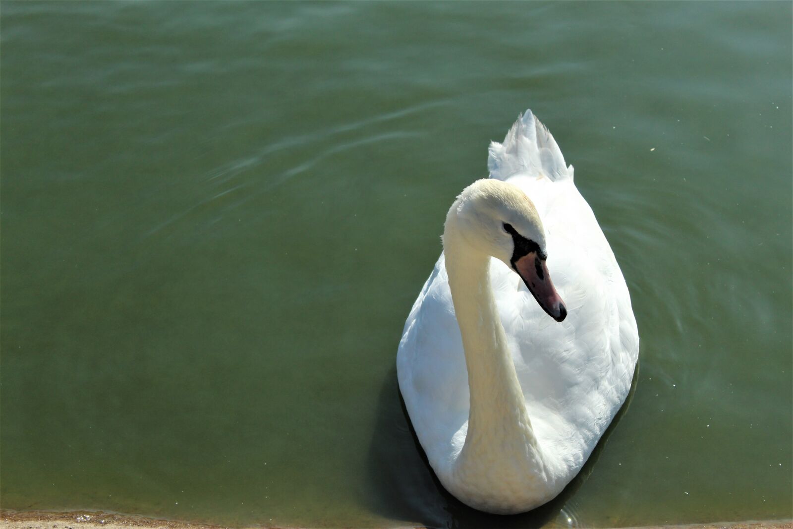 Canon EOS 4000D (EOS Rebel T100 / EOS 3000D) sample photo. Bird, swan, nature photography
