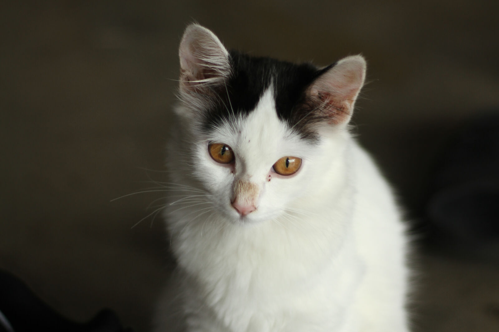 Canon EOS 7D sample photo