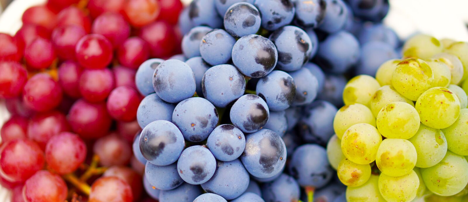 E 50mm F1.8 OSS sample photo. Grapes, ripe, harvest photography