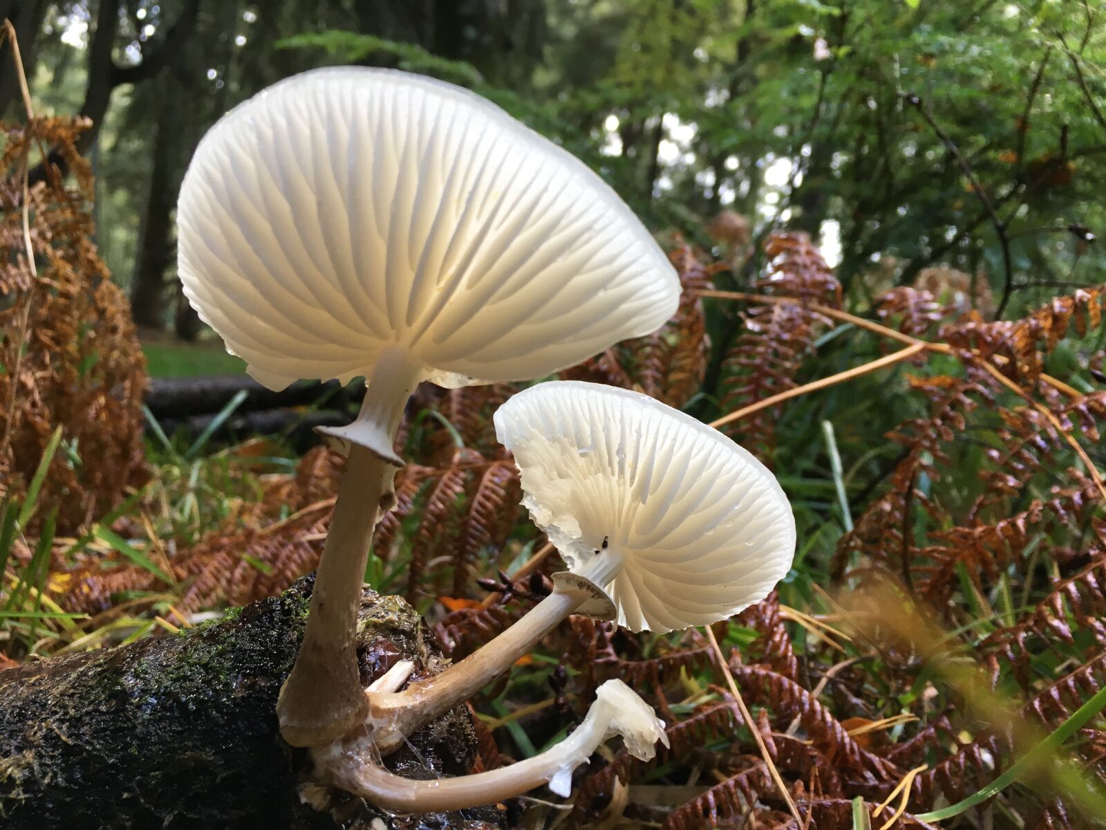 Apple iPhone 6s sample photo. Fungus, mushroom, forest photography