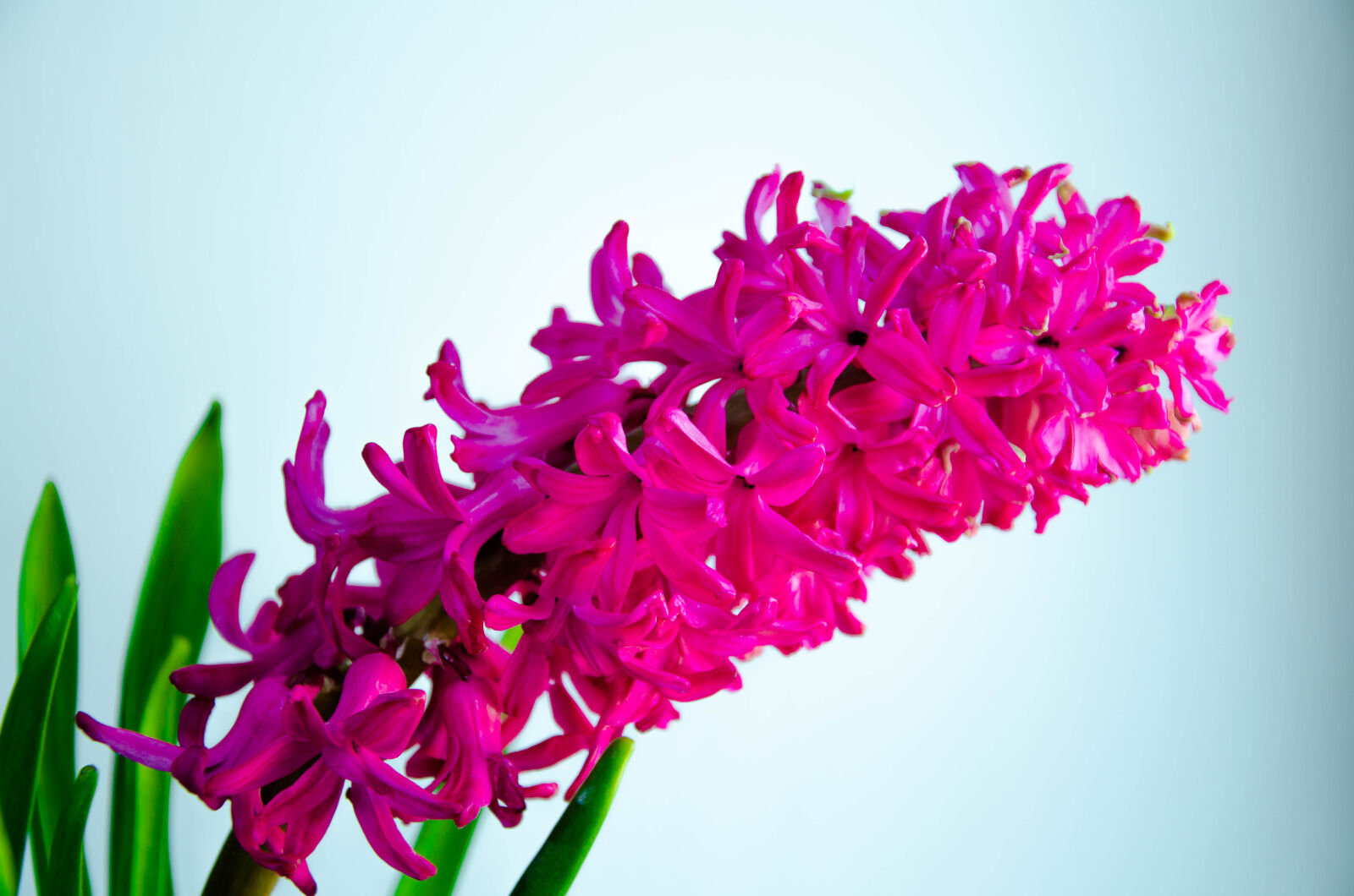 Nikon D5100 sample photo