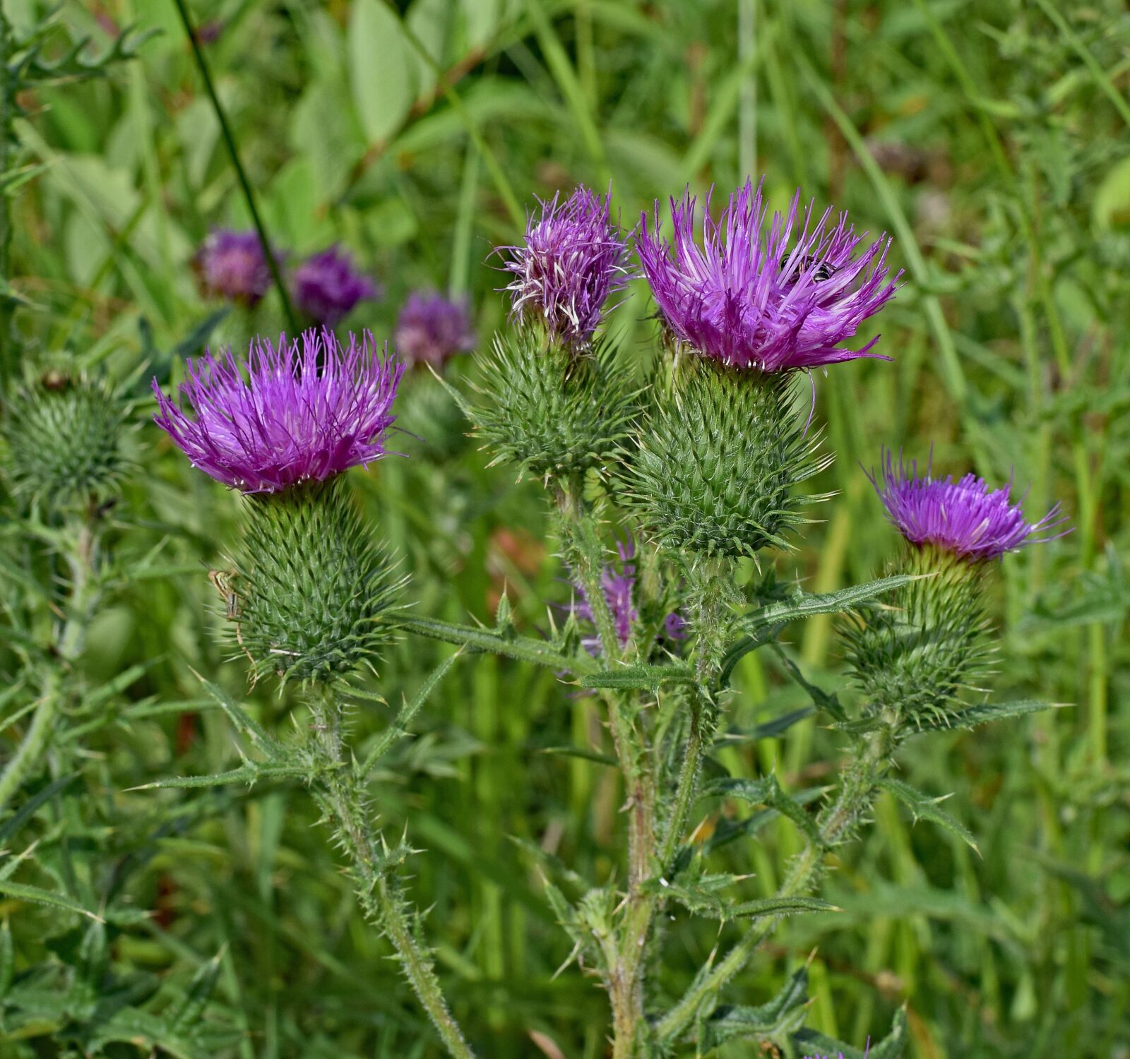 Nikon D3300 sample photo. Common thistles, wildflower, flower photography