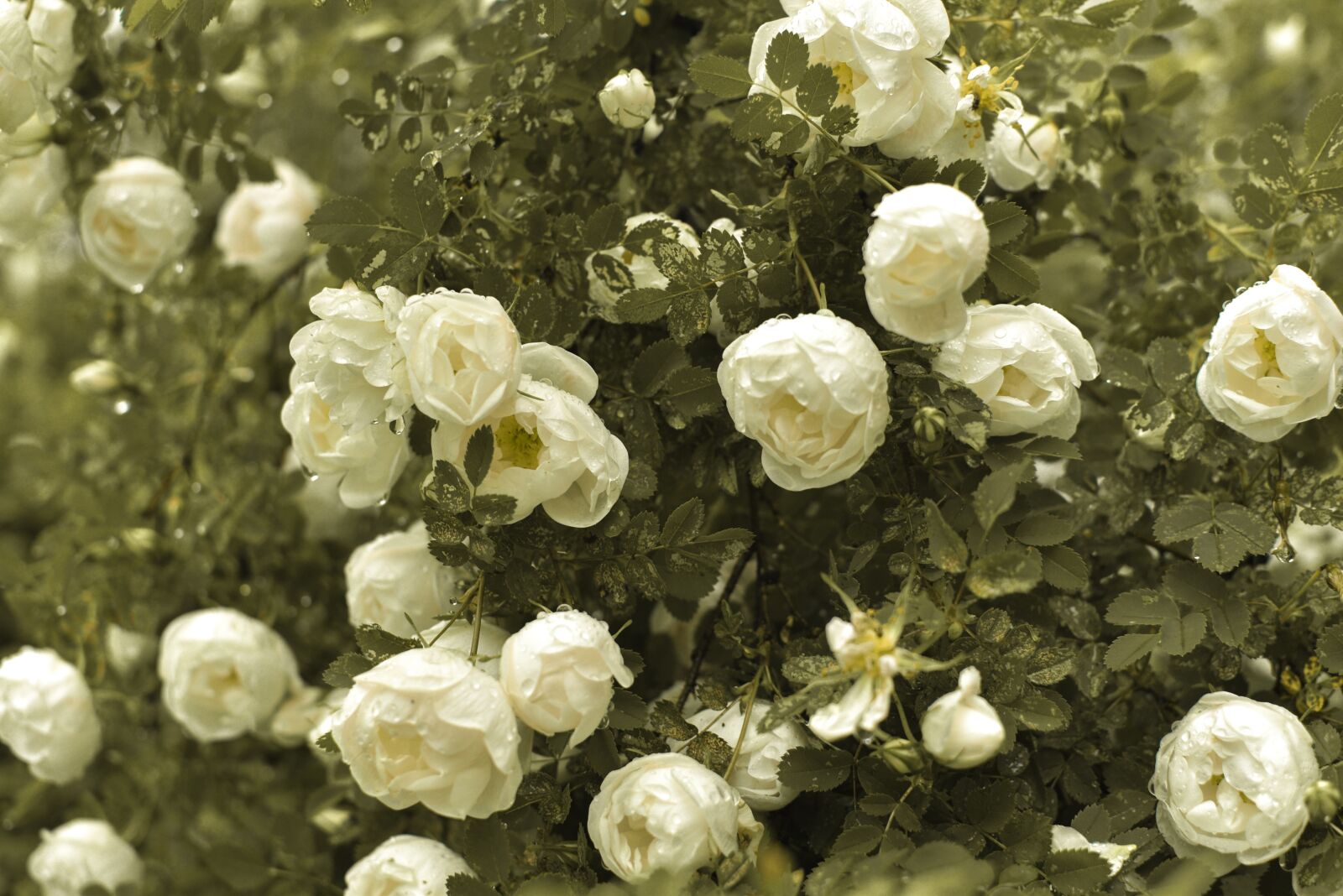 Nikon D5500 sample photo. Flowers, green, grass photography