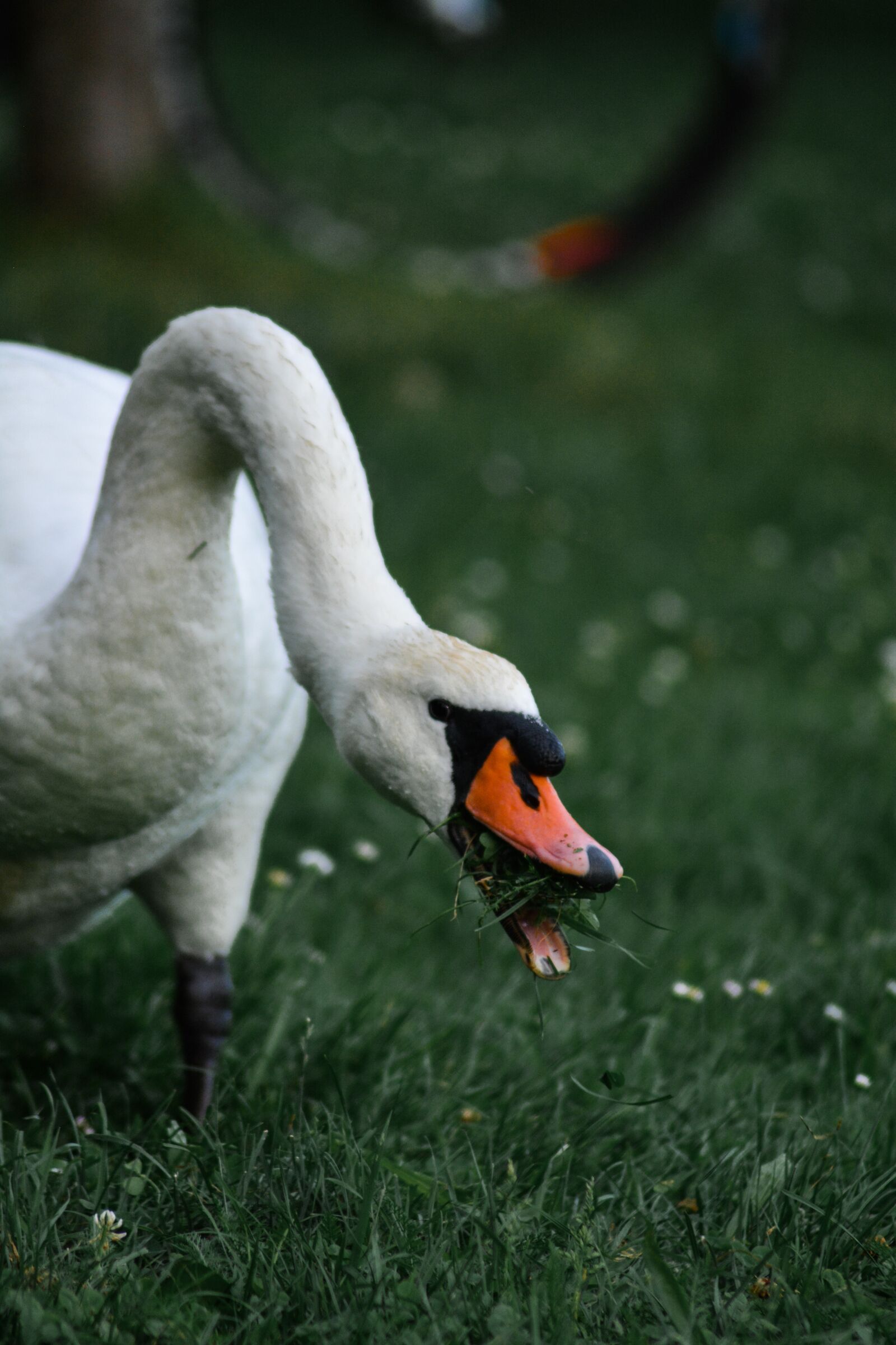 Nikon D5200 sample photo. Swan, nature, grass photography