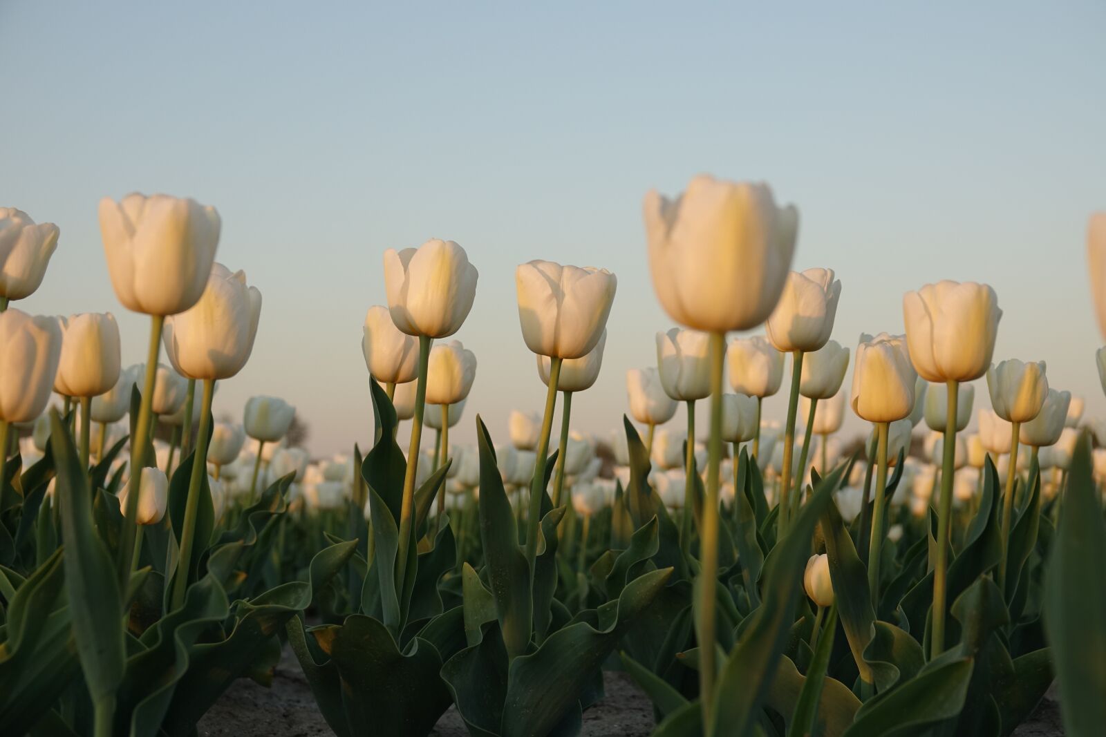 Sony Cyber-shot DSC-RX10 III sample photo. Tulips, tulip field, white photography