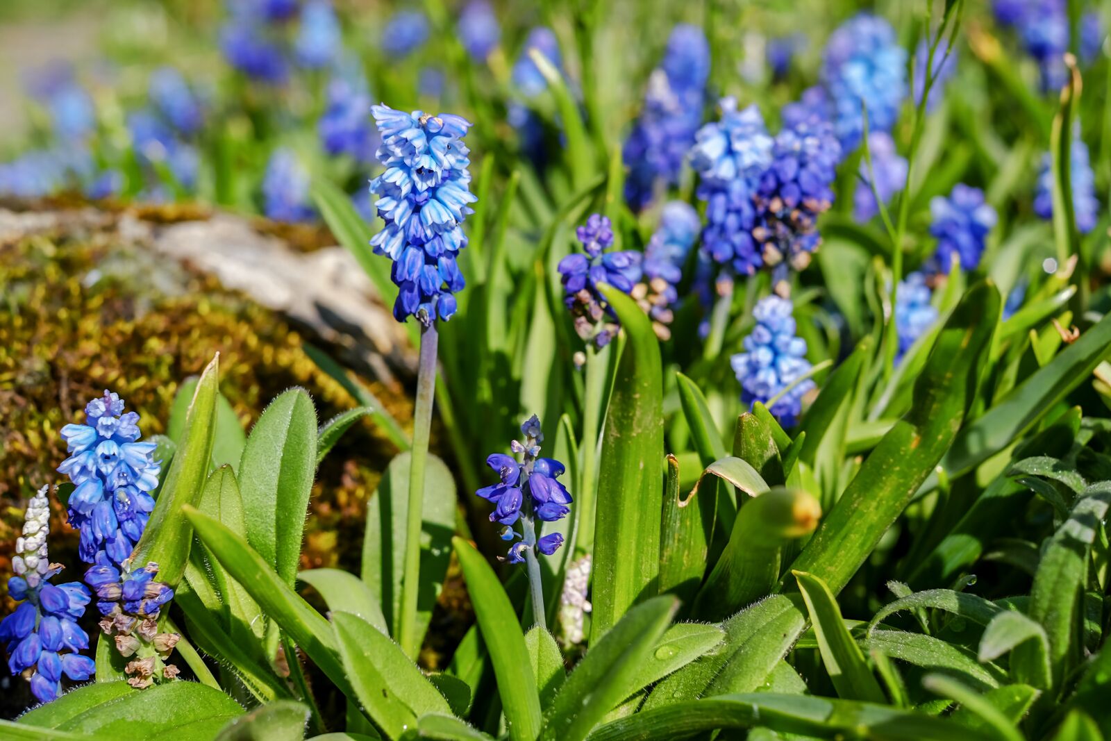 Fujifilm X-T10 + Fujifilm XF 35mm F1.4 R sample photo. Muscari, common grape hyacinth photography