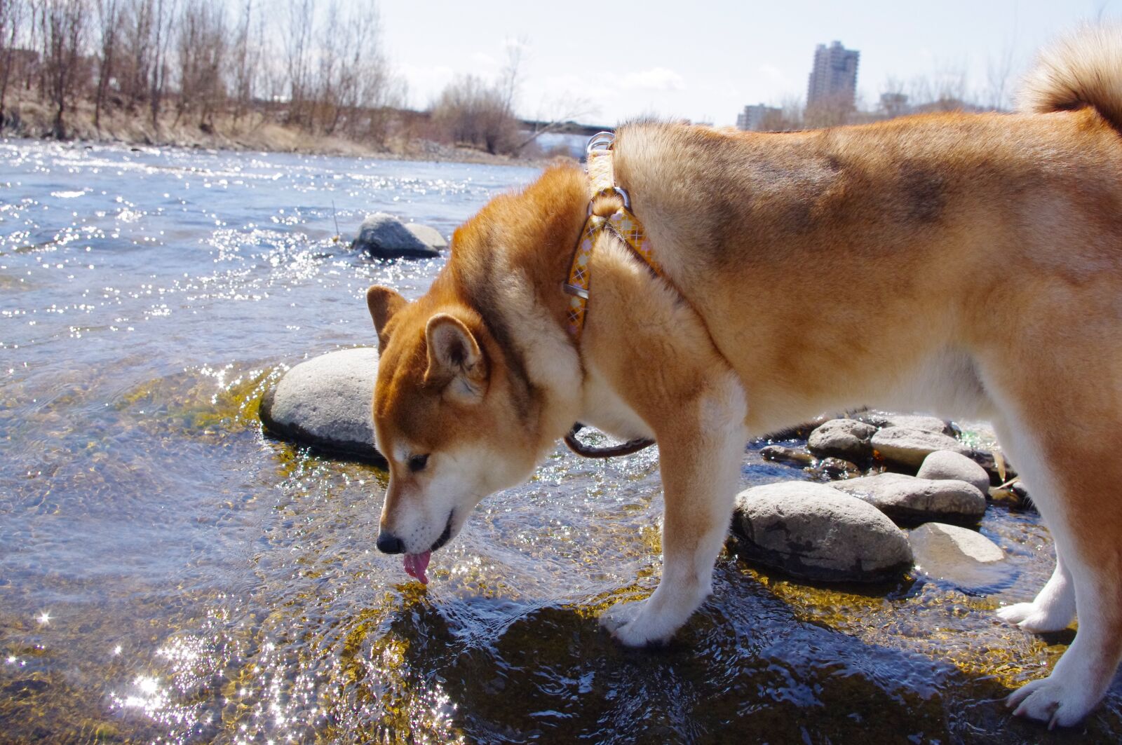 Pentax K-r sample photo. Dog, river, water photography