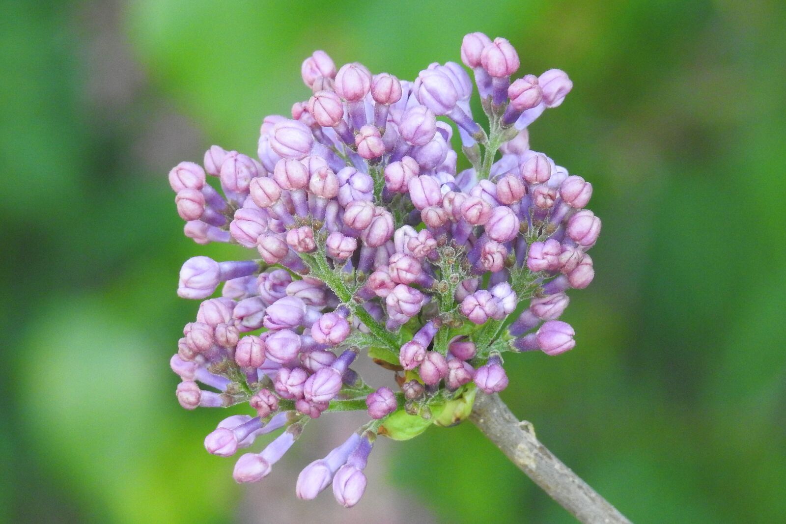 Nikon Coolpix P900 sample photo. Lilac, flower, nature photography
