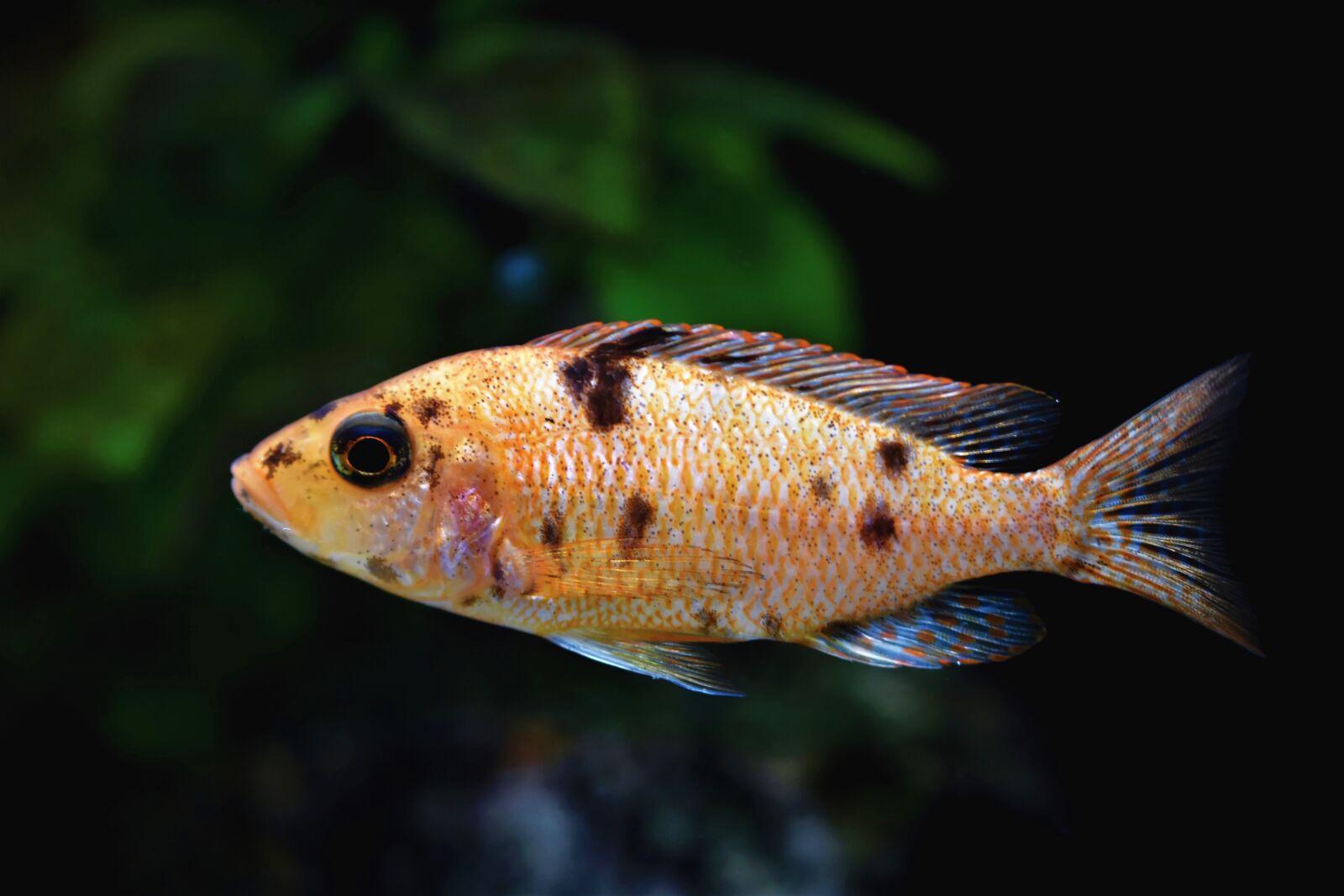 Nikon D7200 sample photo. Fish, toy, aquarium photography
