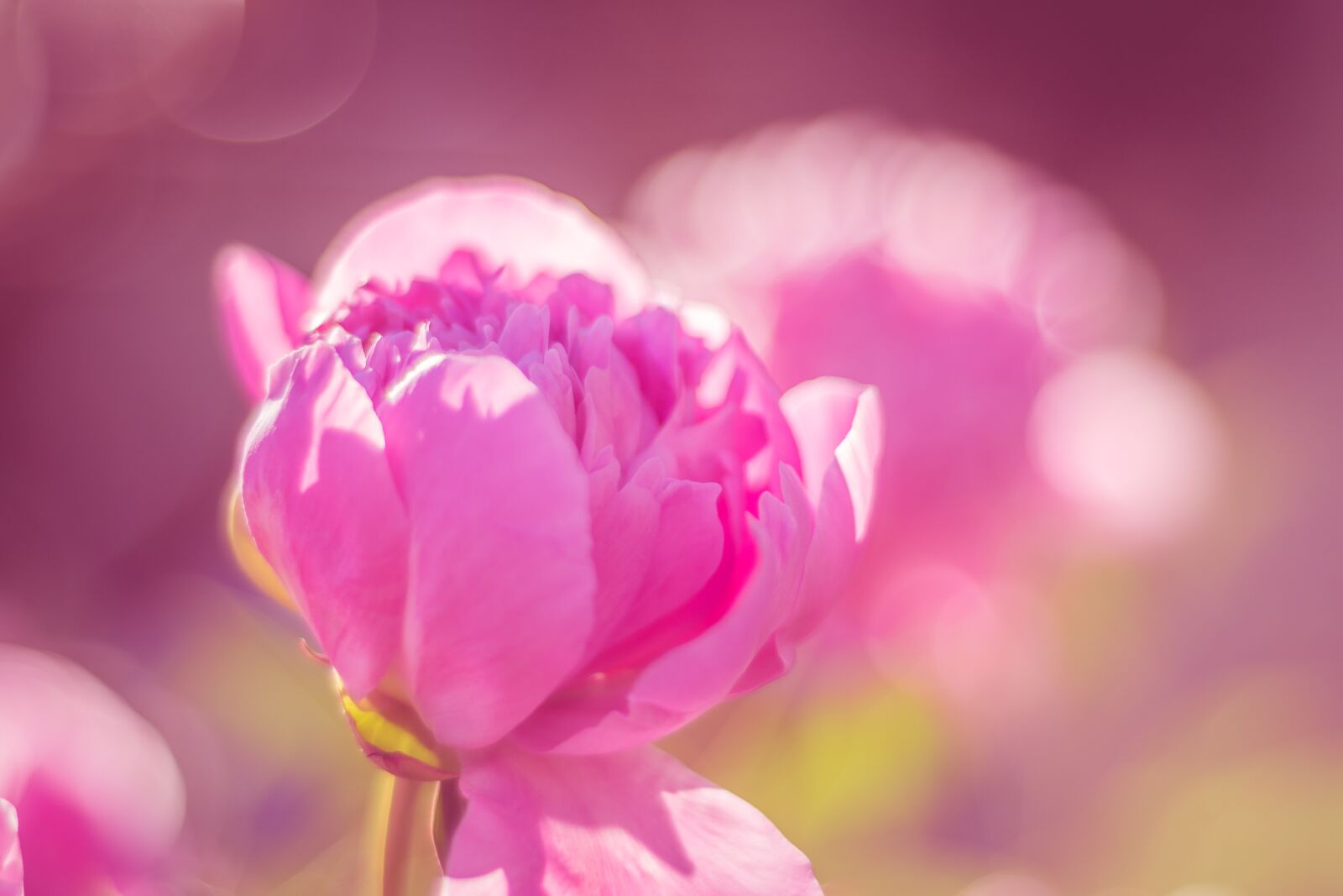 Nikon D7200 sample photo. Peony, public record, blossom photography