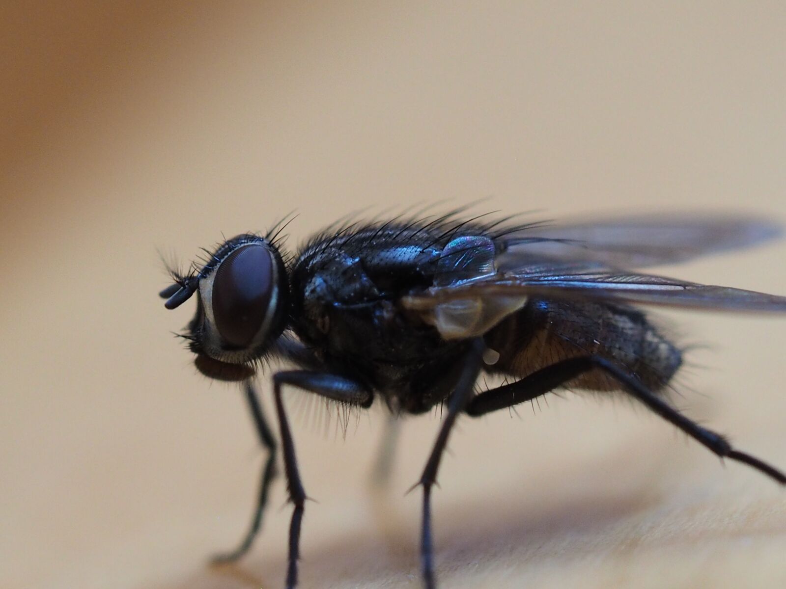 Olympus M.Zuiko Digital ED 60mm F2.8 Macro sample photo. Fly, insect, macro photography