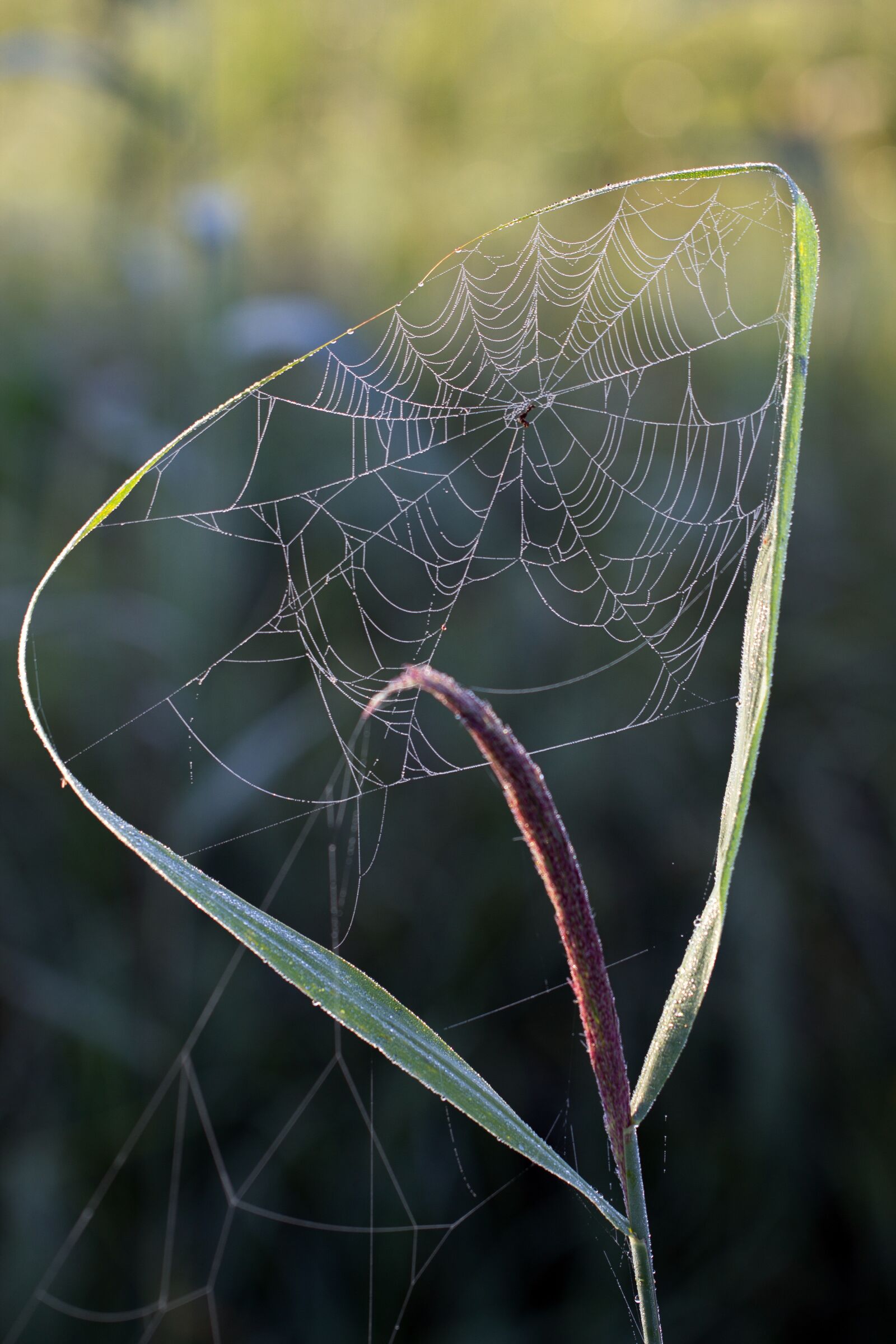 Canon EF 100mm F2.8L Macro IS USM sample photo. Cobweb, morning sun, reed photography