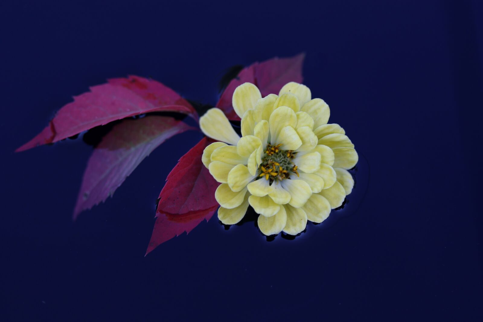 Canon EF-S 60mm F2.8 Macro USM sample photo. Carciumareasa, flower, yellow photography