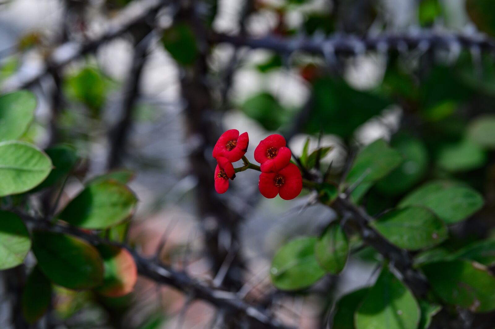Nikon Z6 sample photo. Thorn, euphorbia milii, flower photography