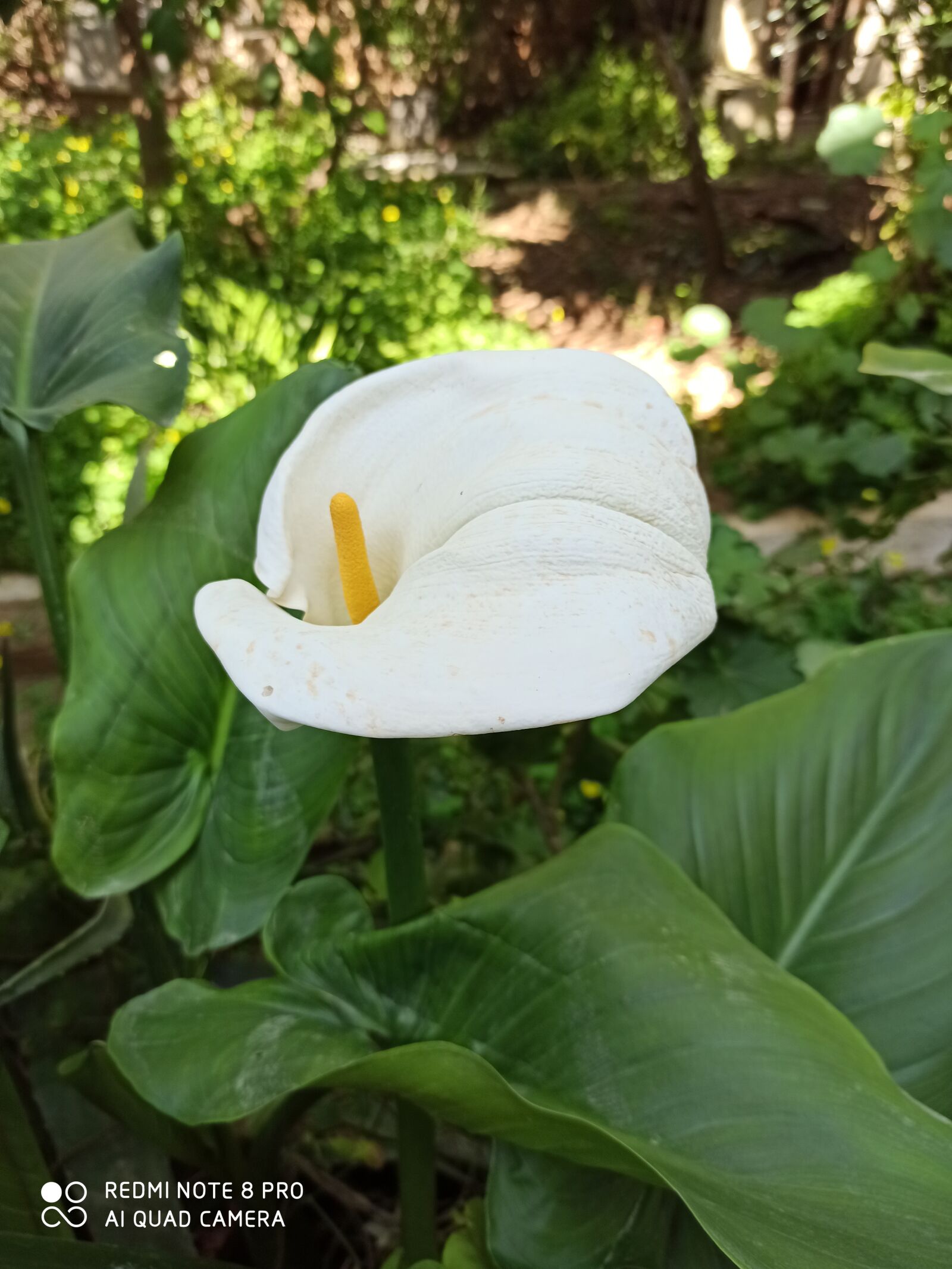 Xiaomi Redmi Note 8 Pro sample photo