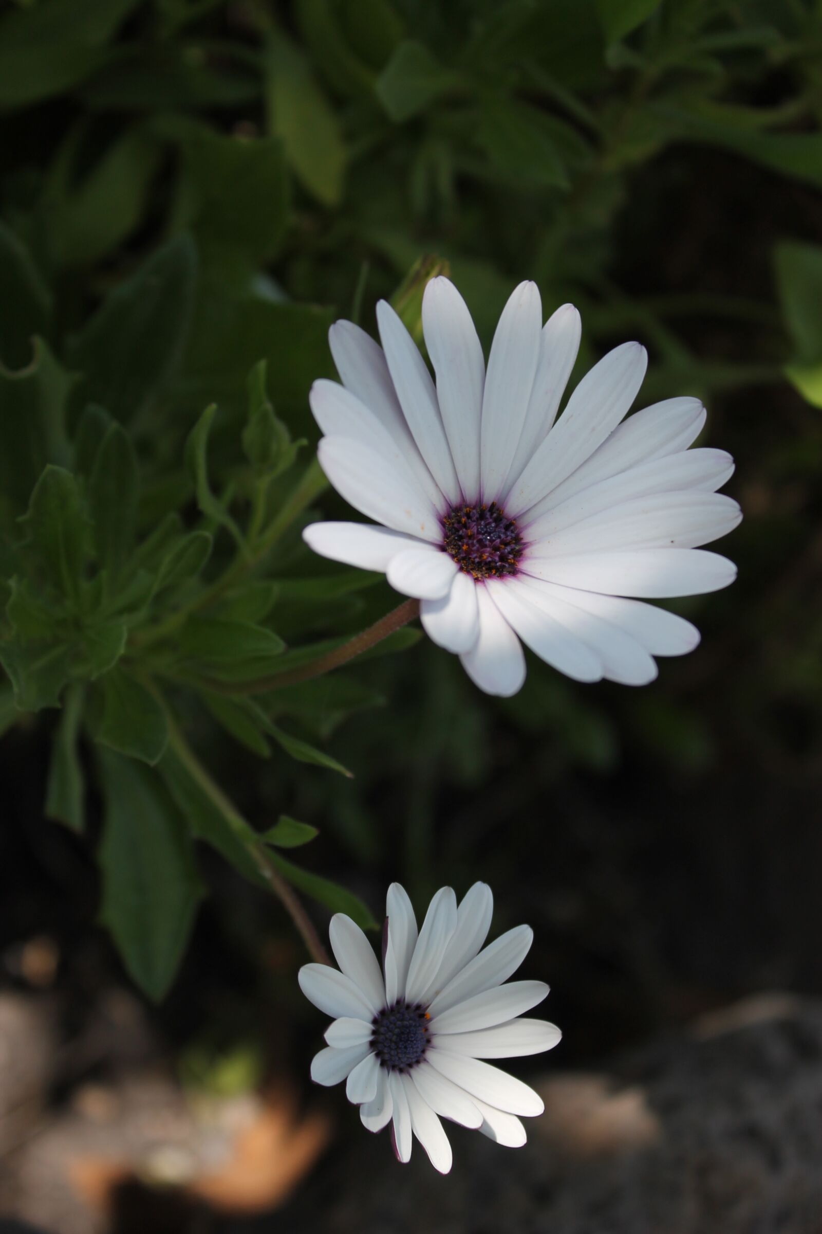 Canon EOS 1100D (EOS Rebel T3 / EOS Kiss X50) sample photo. Flowers, white, bloom photography