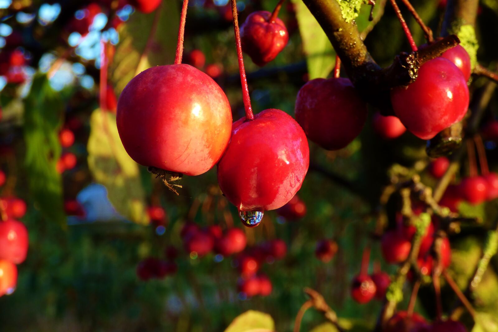Panasonic DMC-FZ72 sample photo. Wild apples, red, nature photography