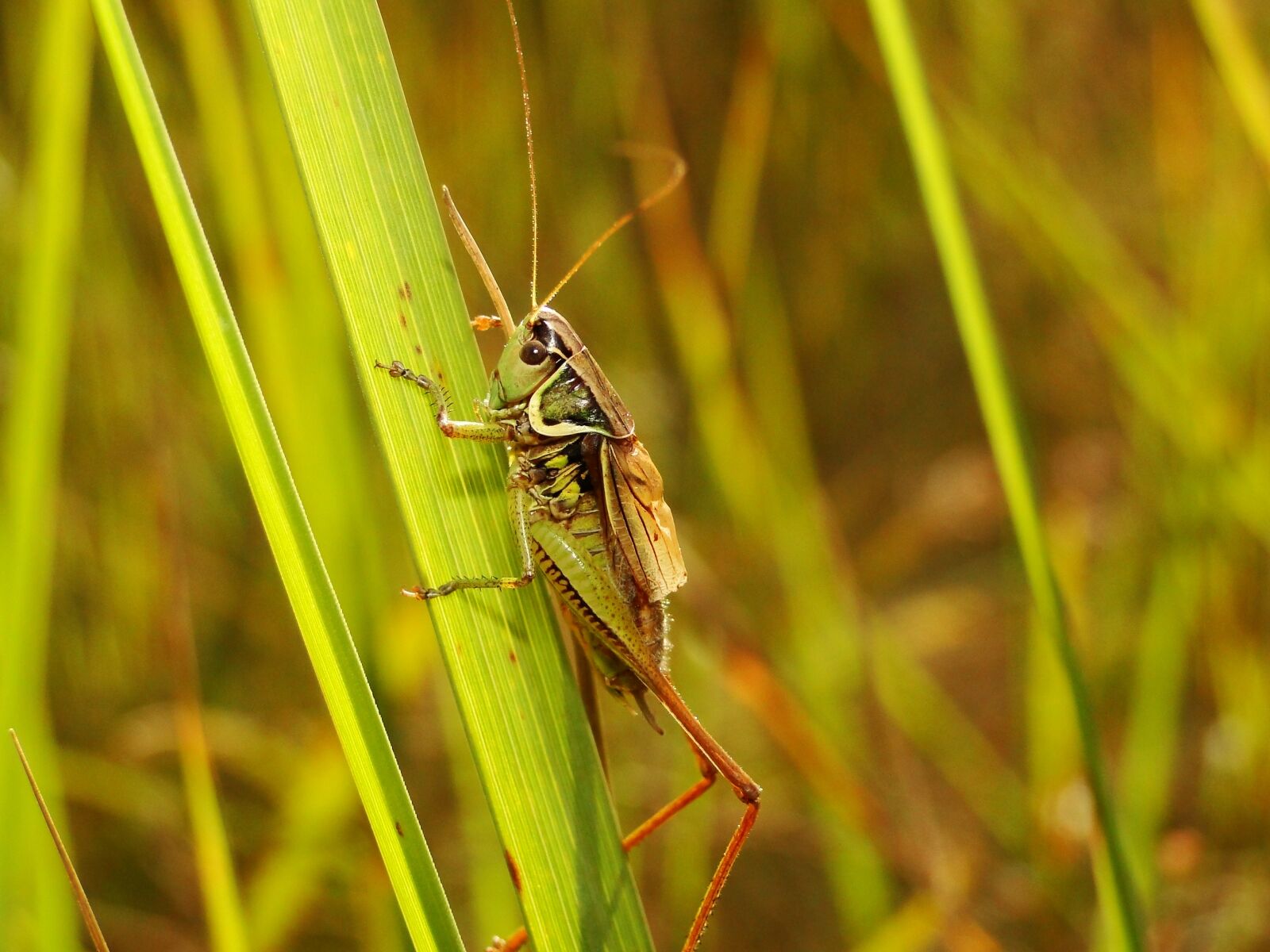 Sony Cyber-shot DSC-HX1 sample photo. Nature, insect, animals photography