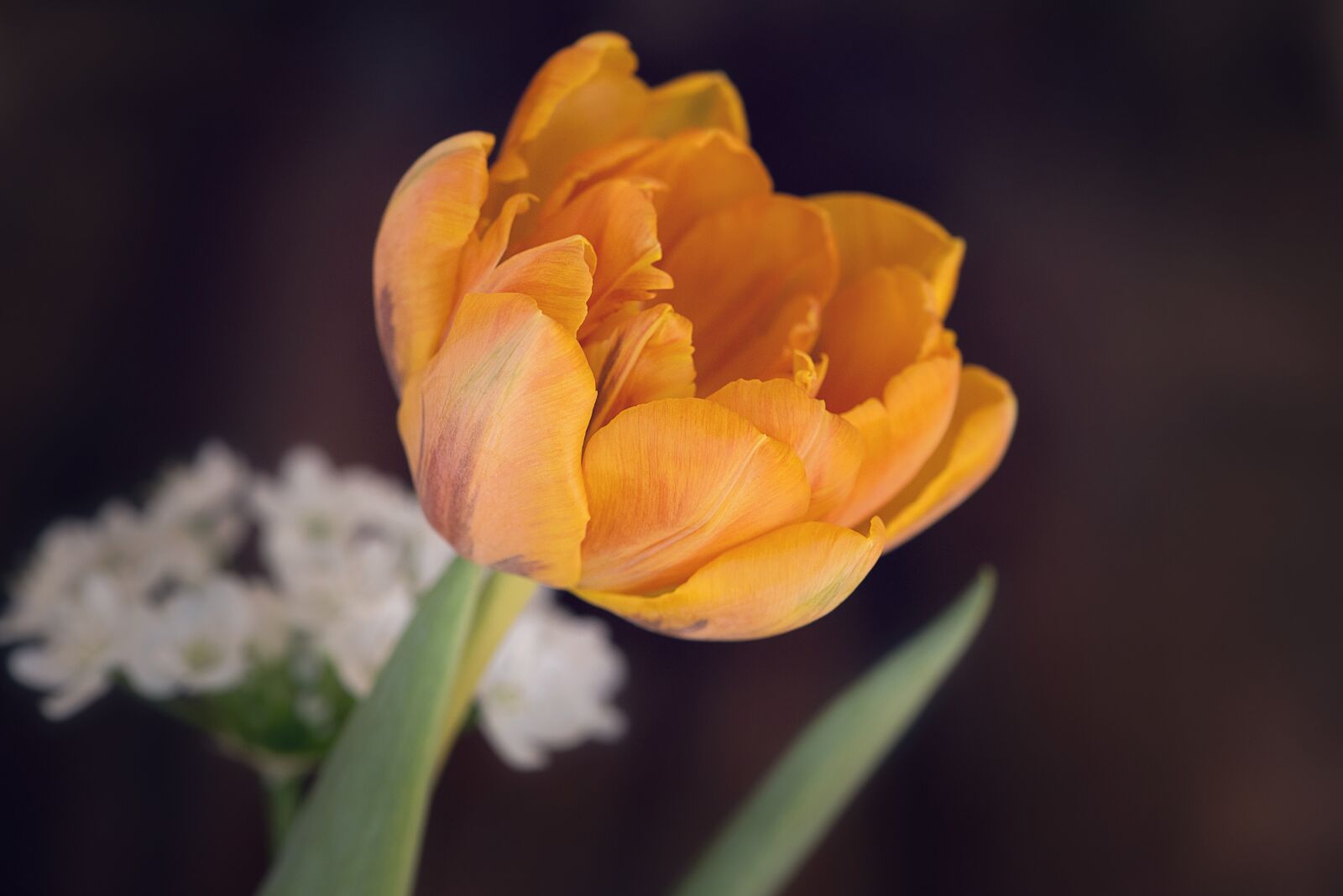 Nikon D750 sample photo. Tulip, flower, blossom photography