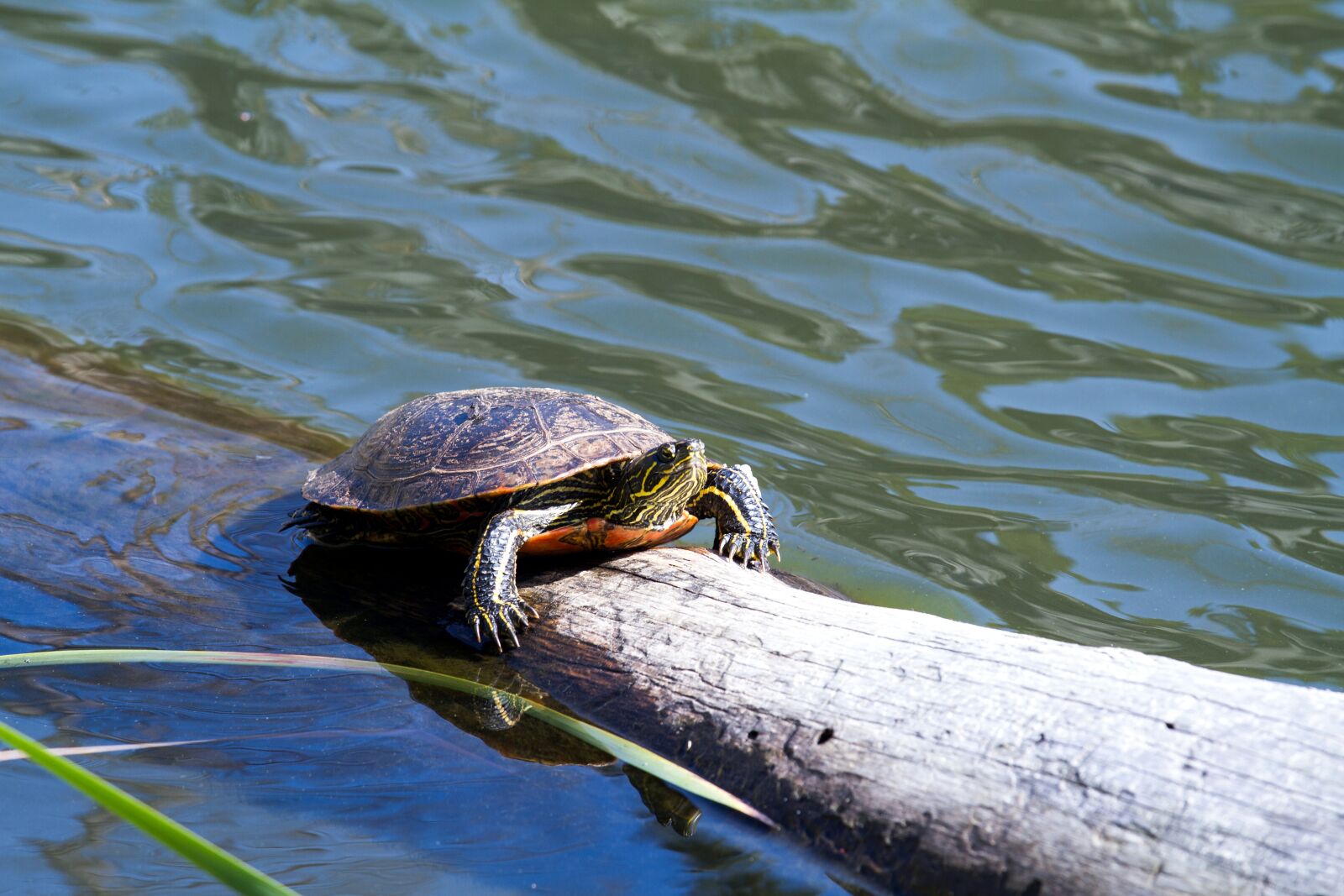 Canon EOS 7D sample photo. Turtle, water turtle, panzer photography